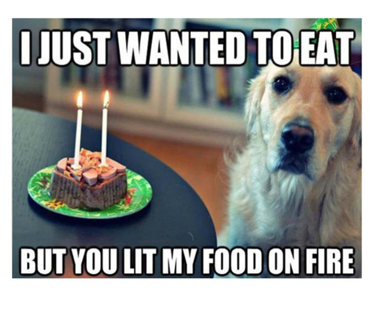 golden retriever, party hat, birthday cake, SD Desktop Wallpaper