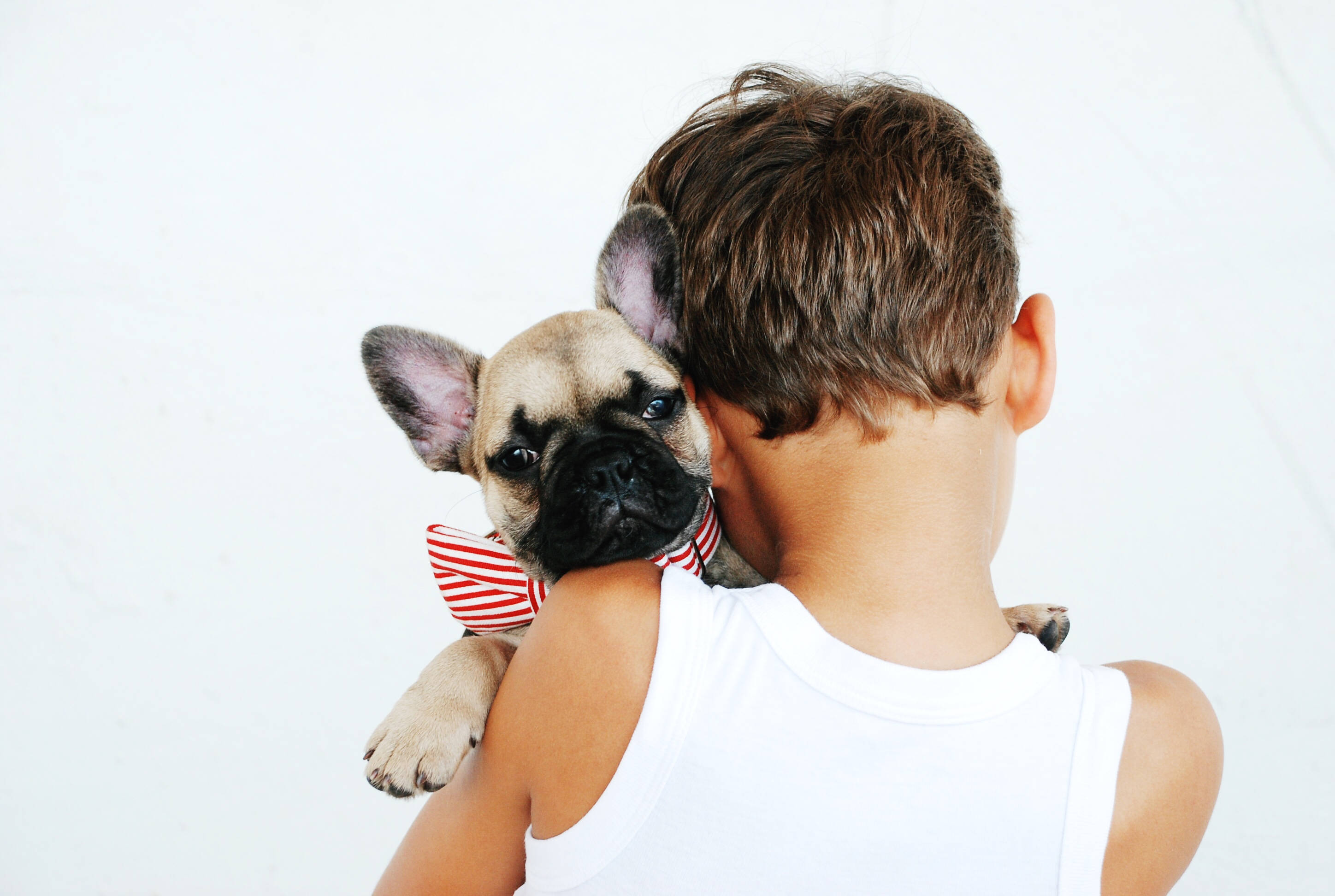 fawn French bulldog, red and white striped bow, white tank top, 2K Desktop Wallpaper
