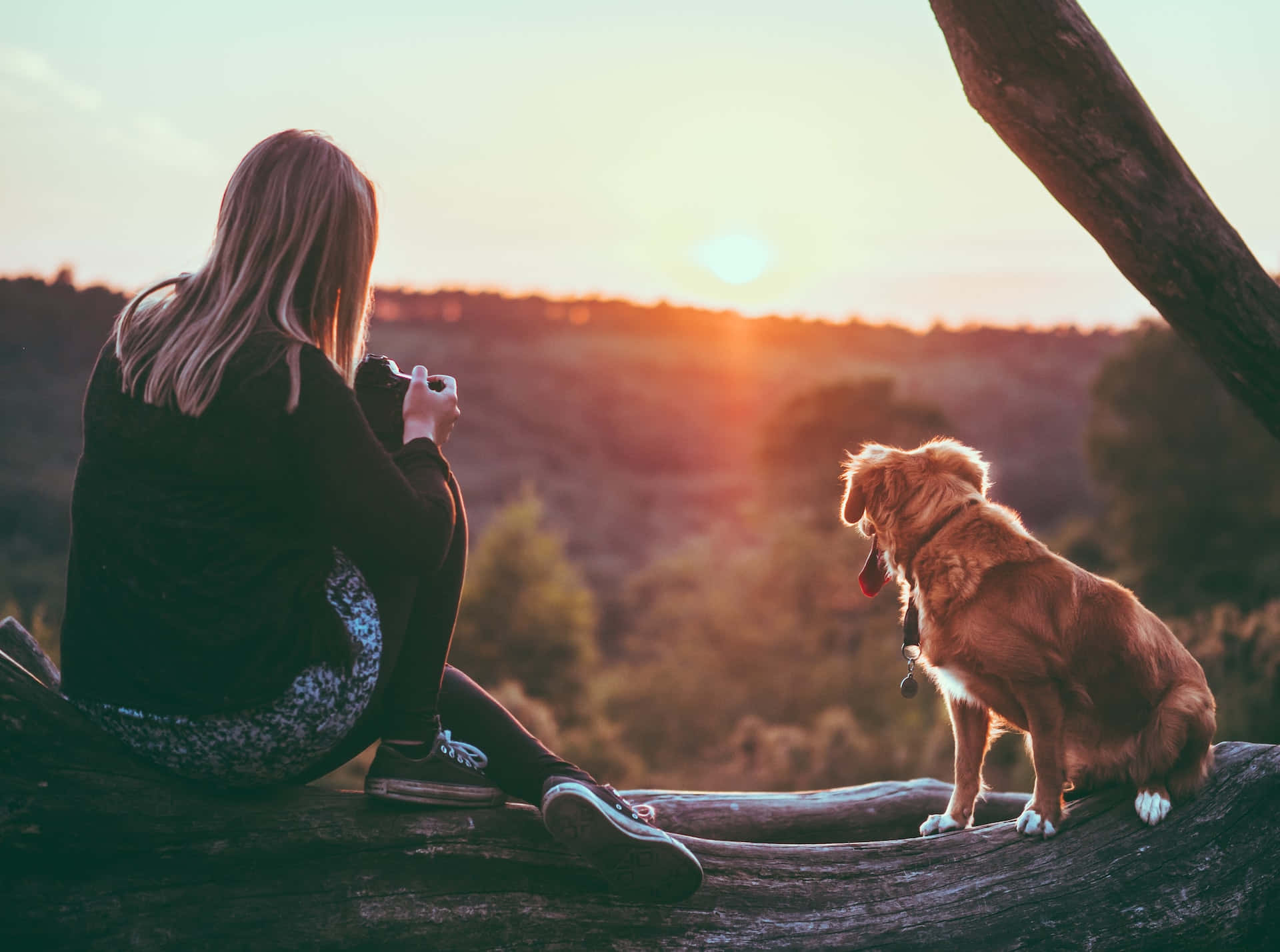 golden retriever, sunset, fallen log, Full HD Desktop Wallpaper