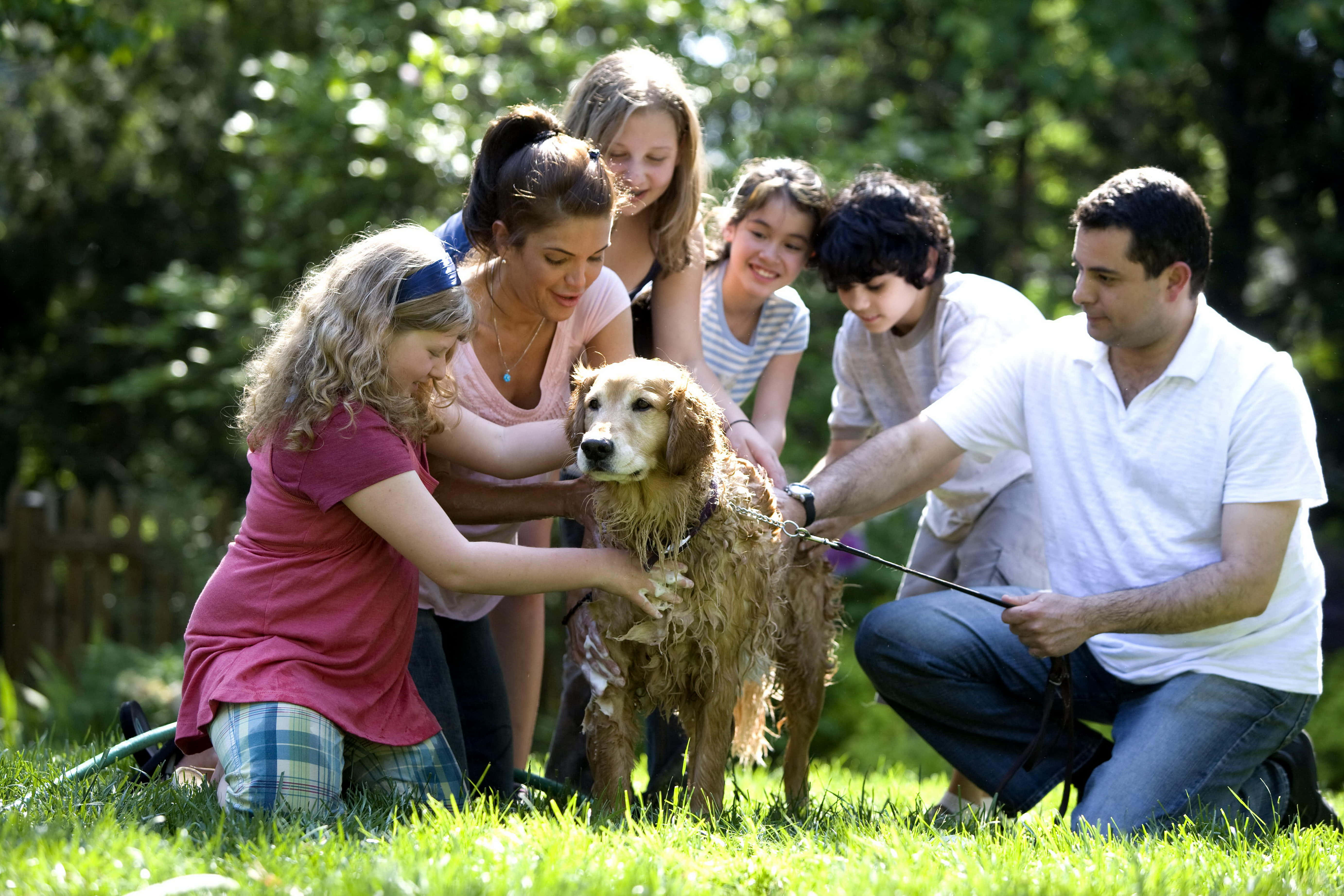golden retriever, sunlit grassy yard, family, 5K Desktop Wallpaper