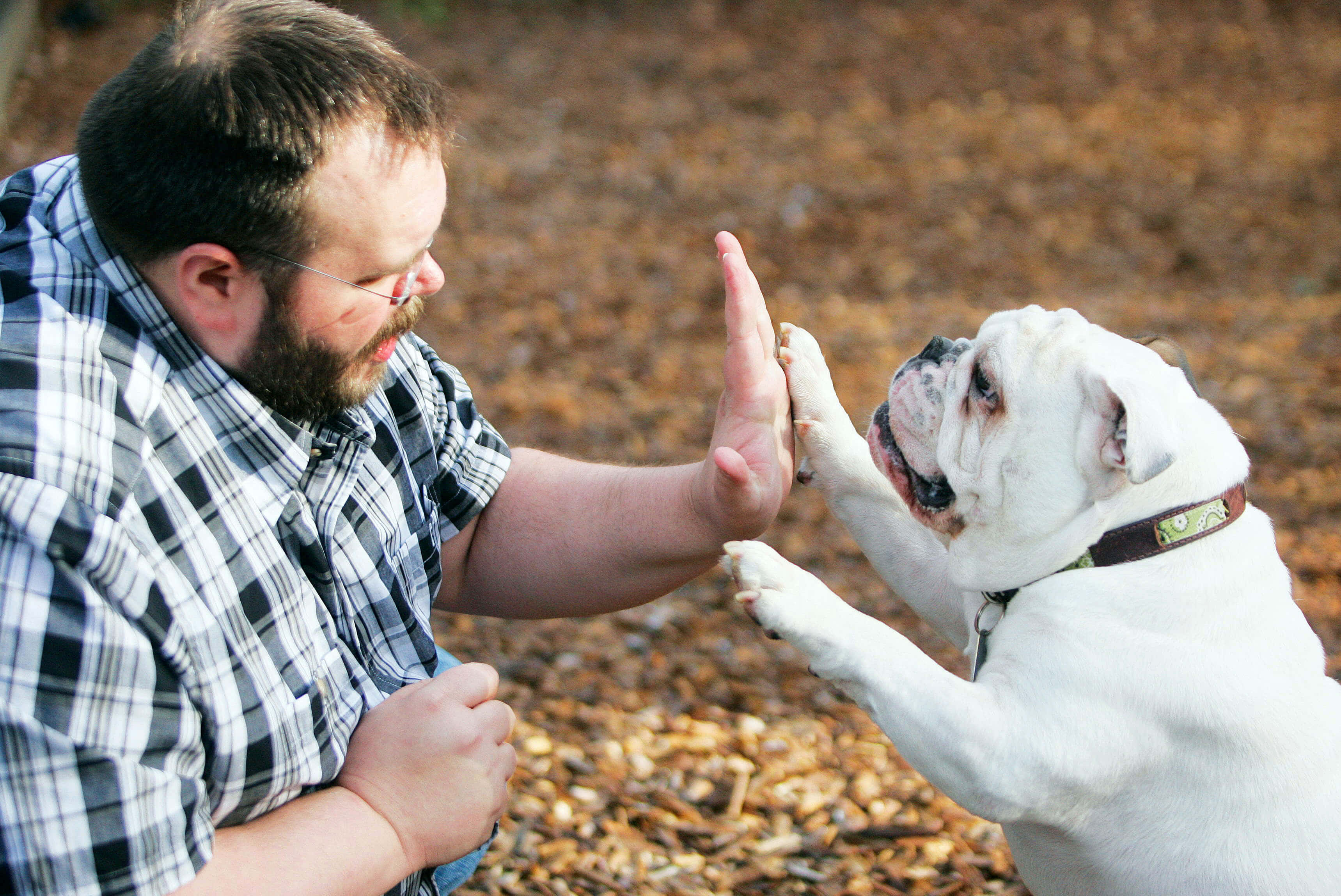 white bulldog, plaid shirt, bed of wood chips, 2K Desktop Wallpaper
