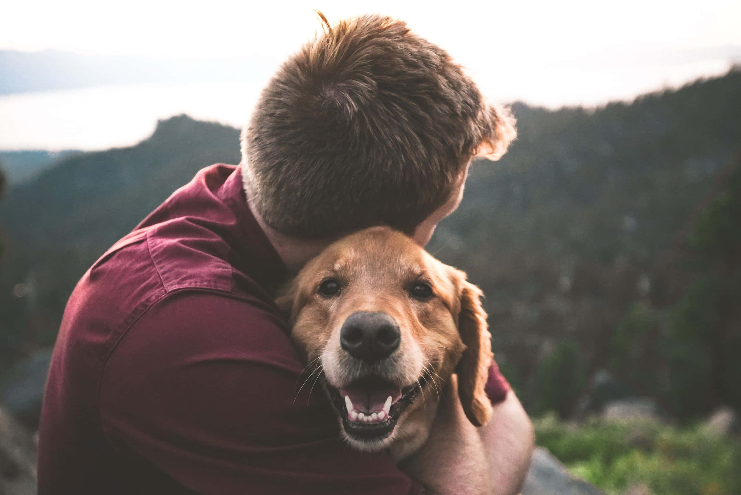 golden retriever, maroon shirt, mountainous backdrop, 2K Desktop Wallpaper