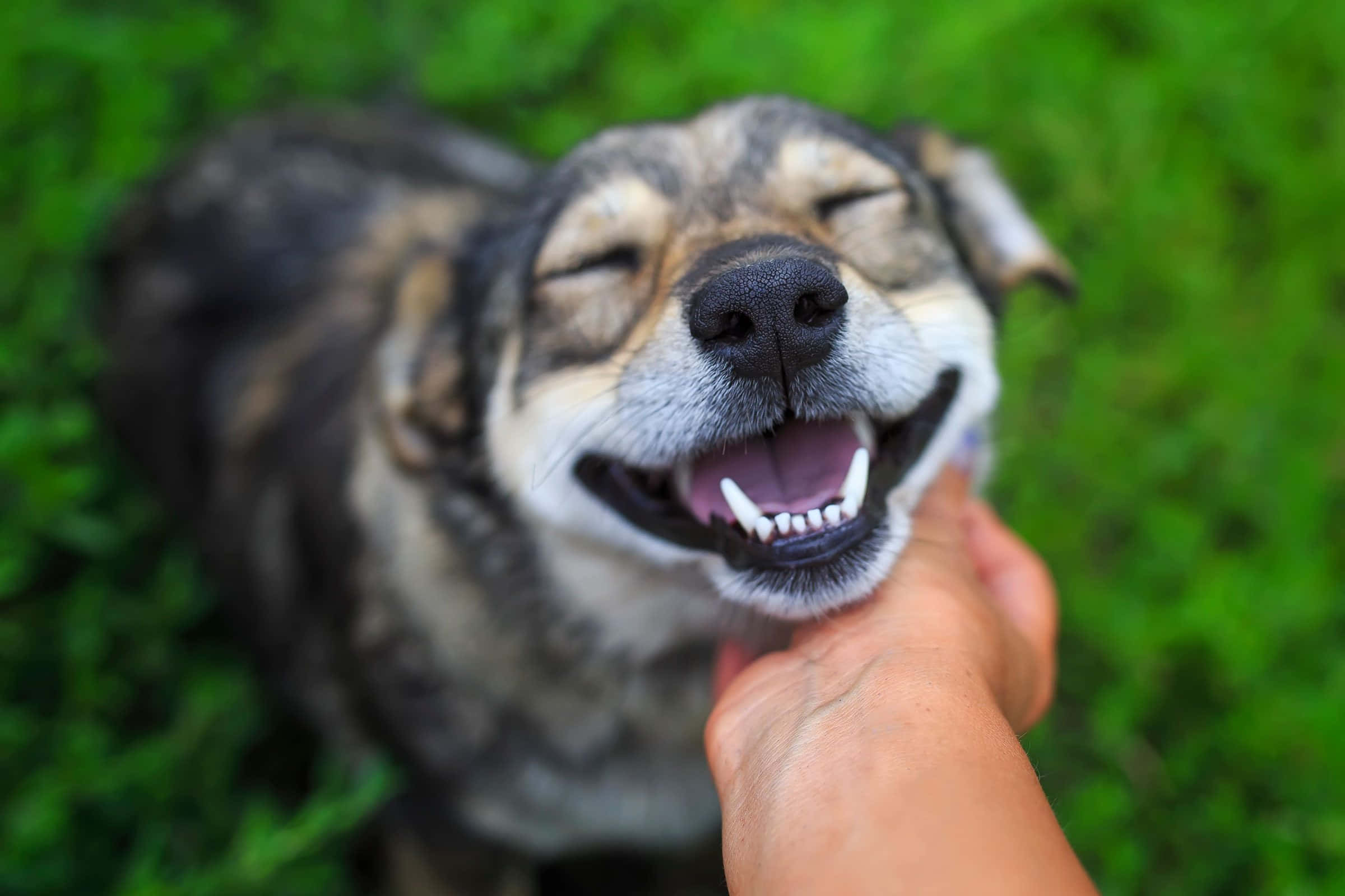 A Dog’s Affection: Pure Unconditional Love, joyful dog, eyes closed, Full HD Desktop Wallpaper