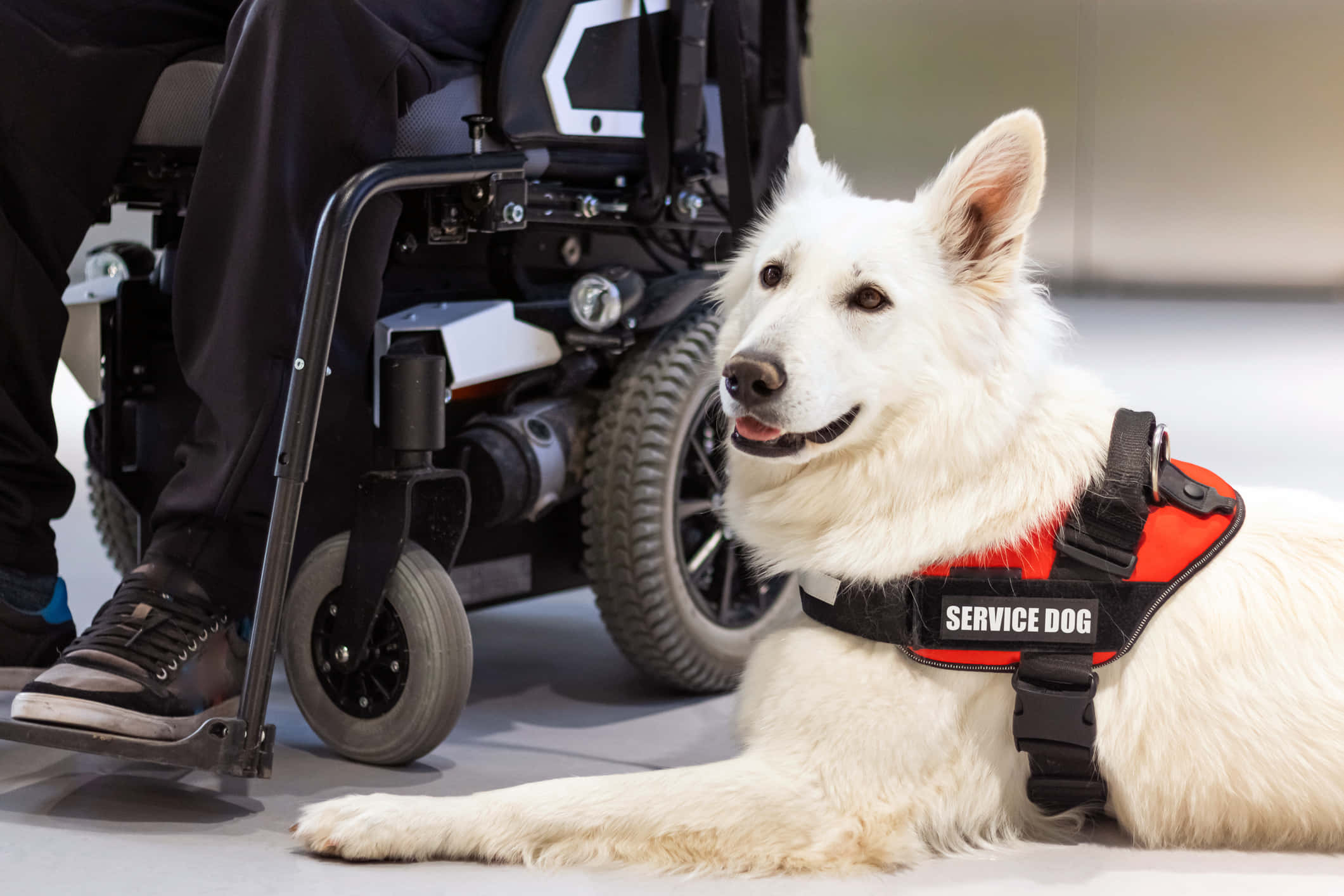 service dog, red harness, motorized wheelchair, Full HD Desktop Wallpaper