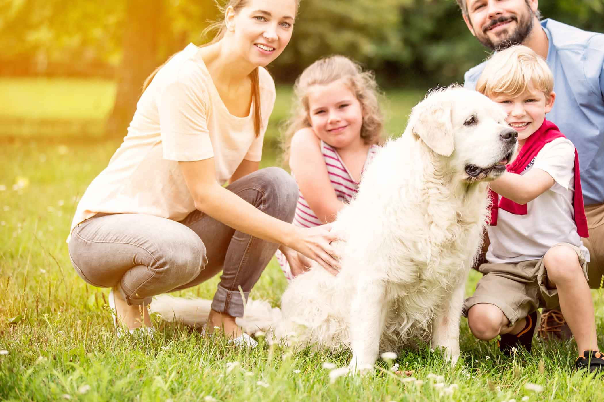 happy dog family, sunlit grassy field, large white dog, Full HD Desktop Wallpaper