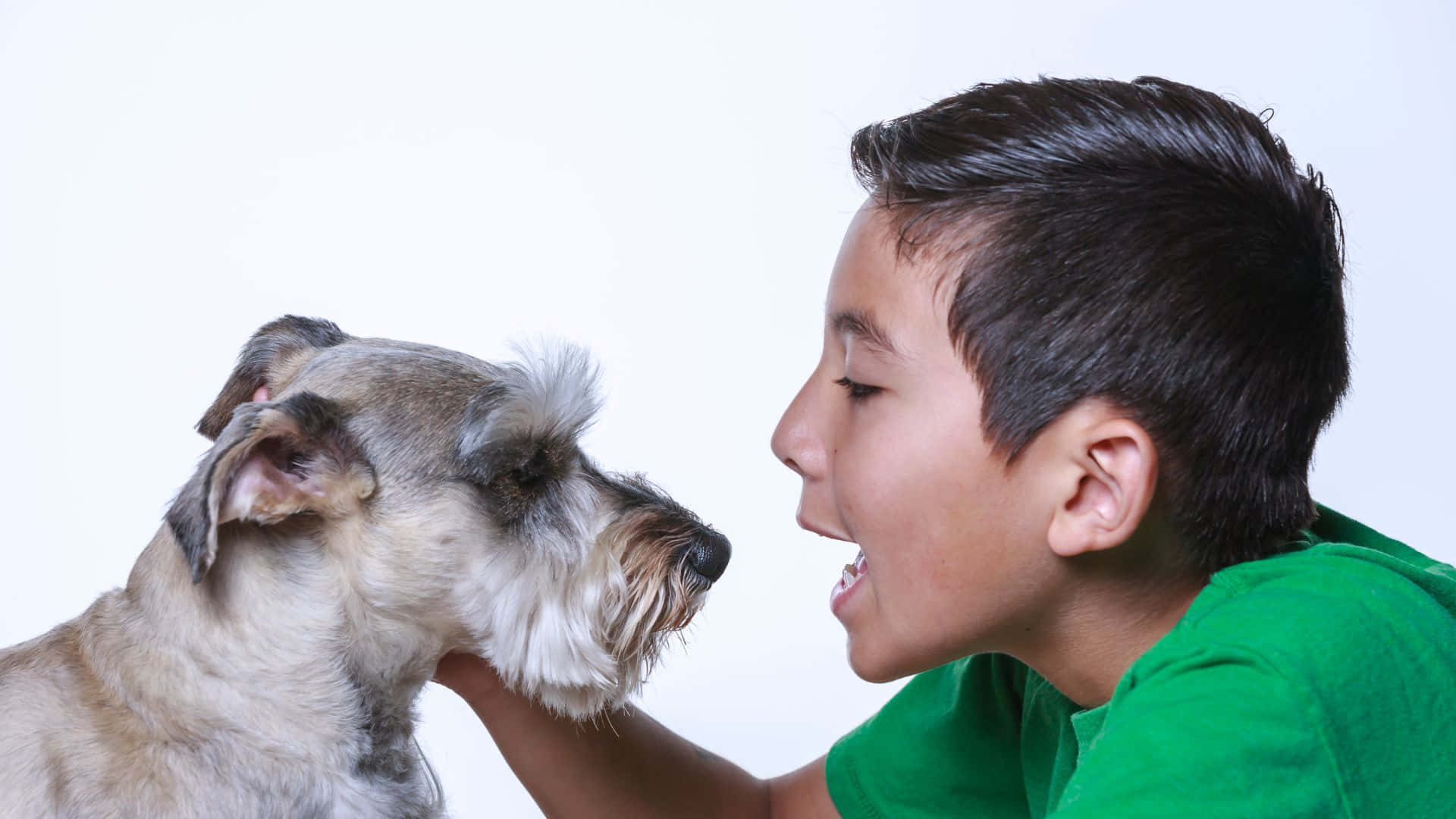 young boy, green shirt, miniature schnauzer, Full HD Desktop Wallpaper