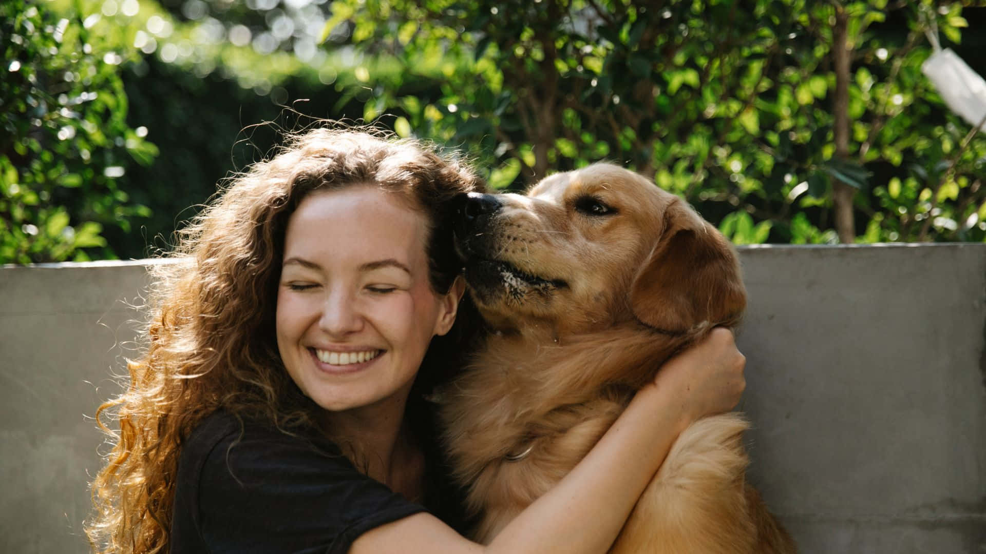 golden retriever, curly hair, lush green foliage, Full HD Desktop Wallpaper