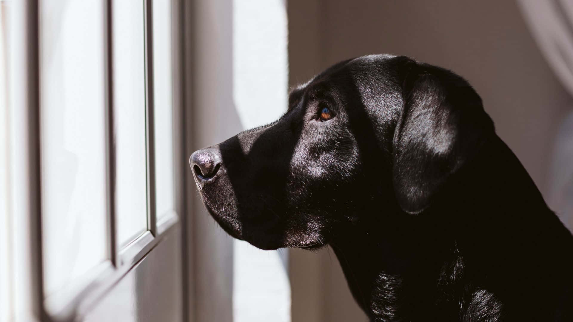 black Labrador, sunlit window, soft shadows, Full HD Desktop Wallpaper