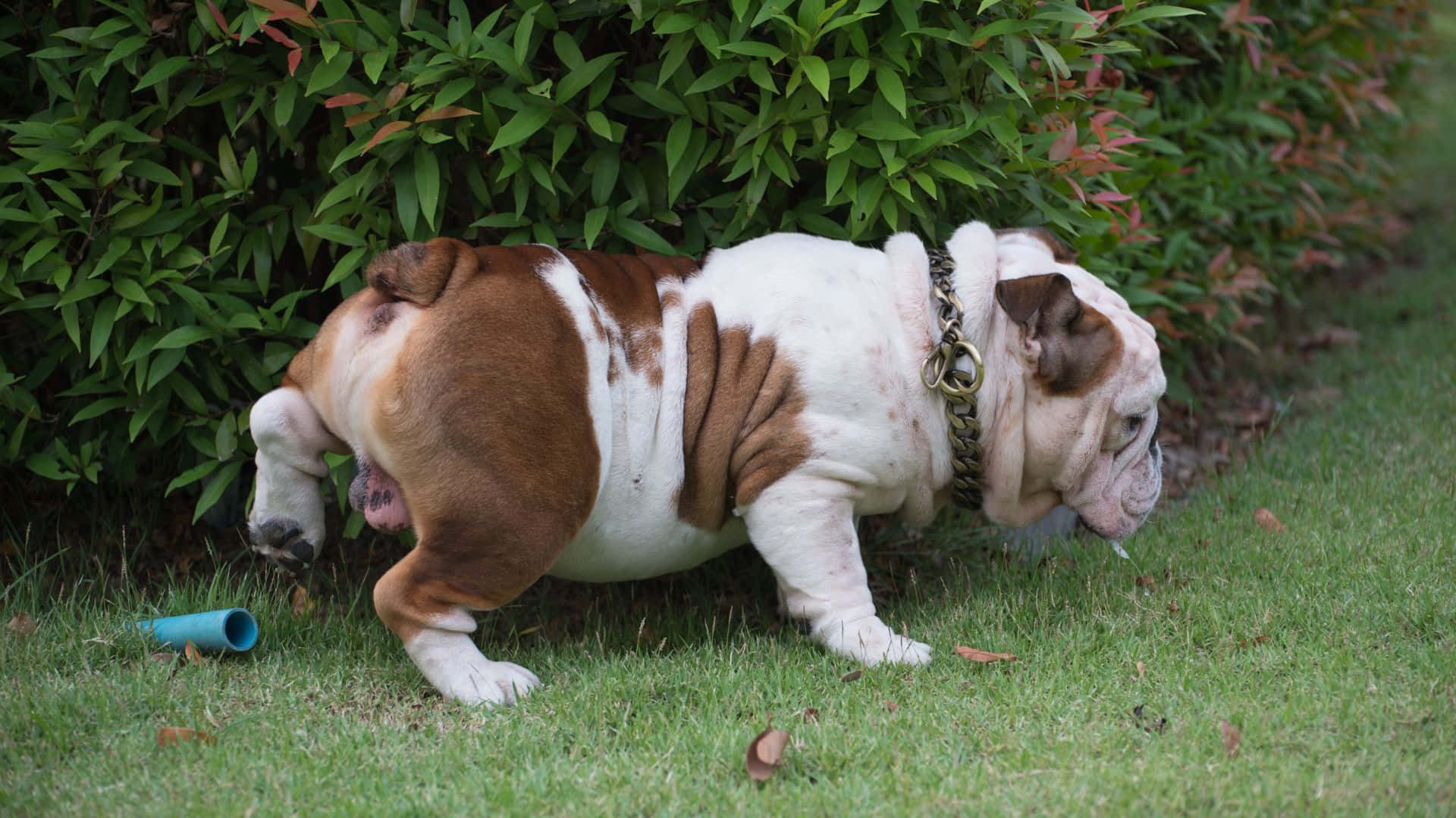 English bulldog, brown and white, chain collar, Full HD Desktop Wallpaper