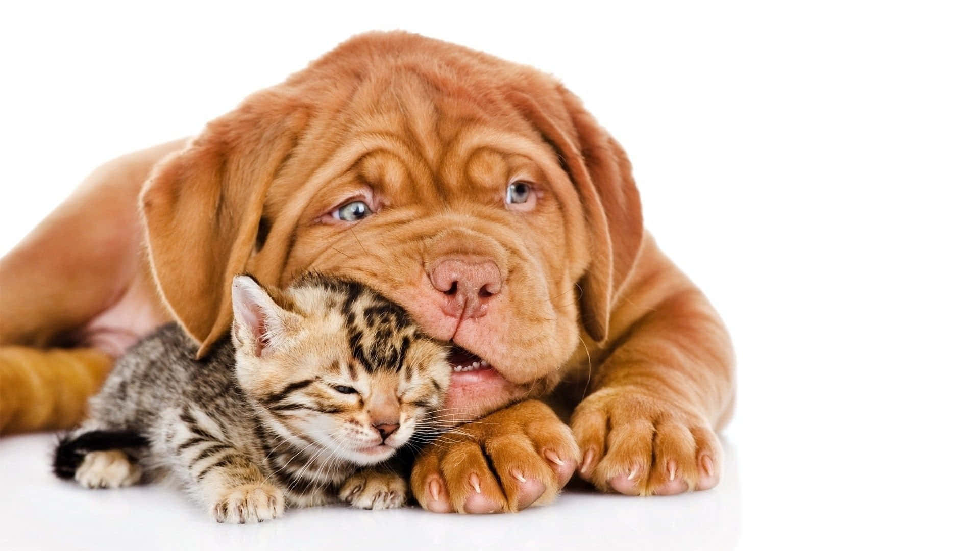 mastiff puppy, tabby kitten, stark white background, Full HD Desktop Wallpaper