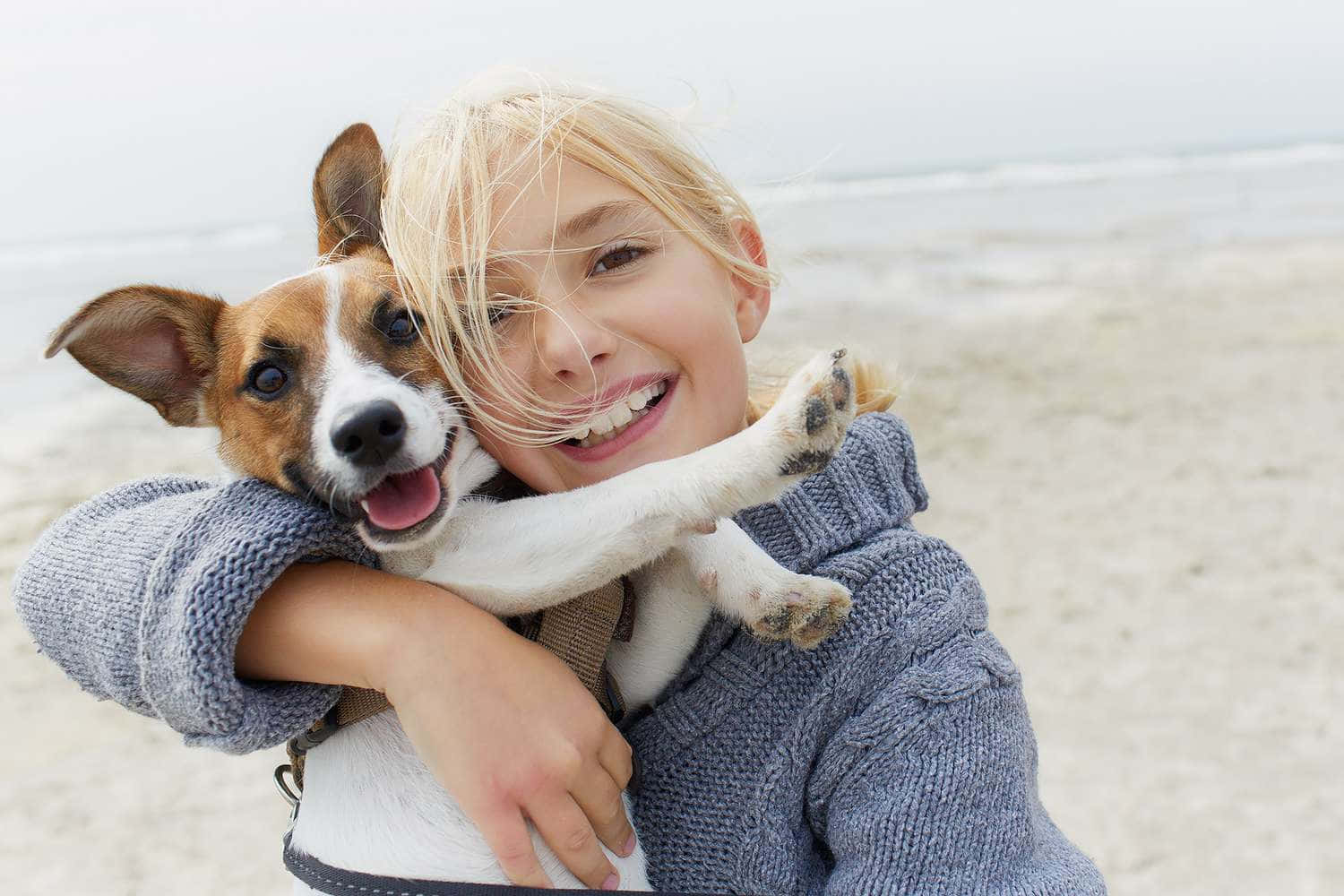 blonde girl, blue sweater, brown and white dog, HD Desktop Wallpaper