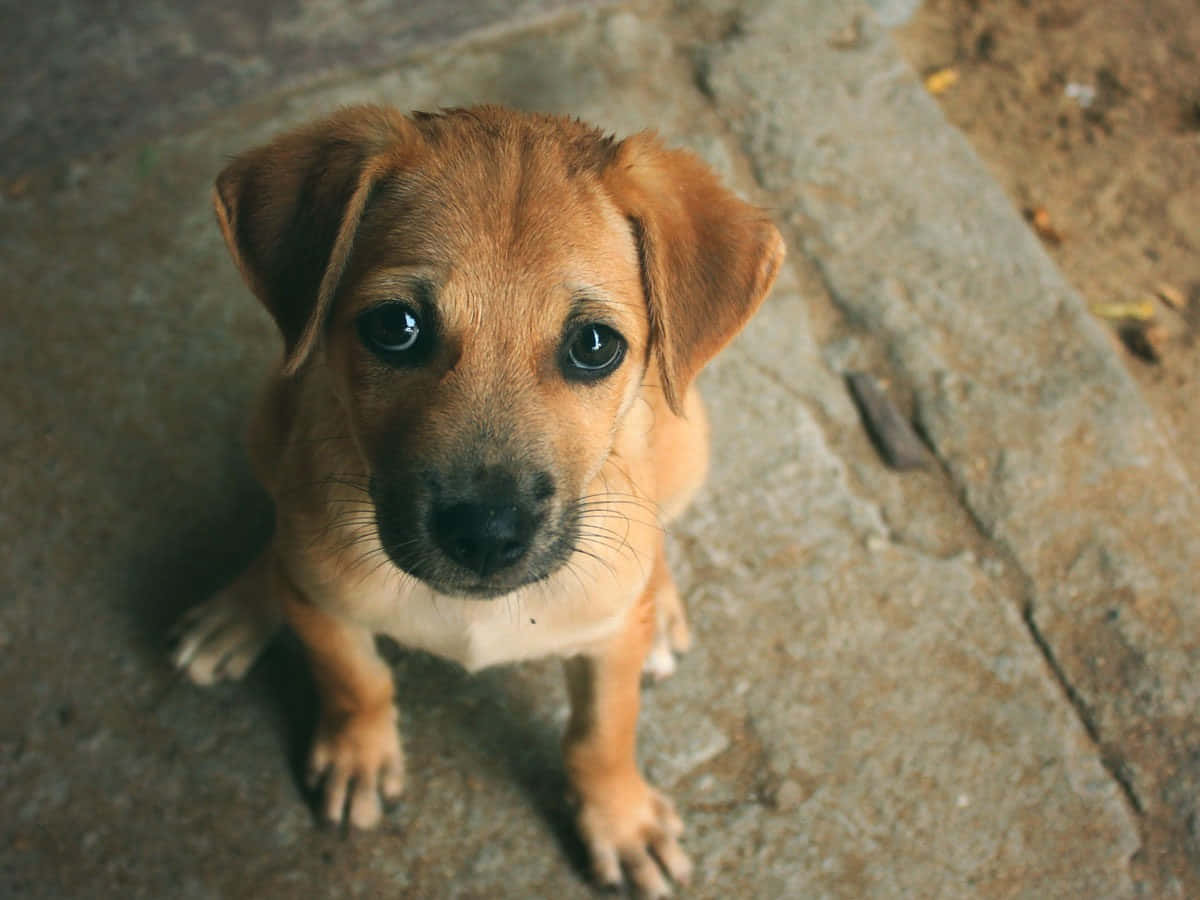 canine, puppy, brown, SD Desktop Wallpaper