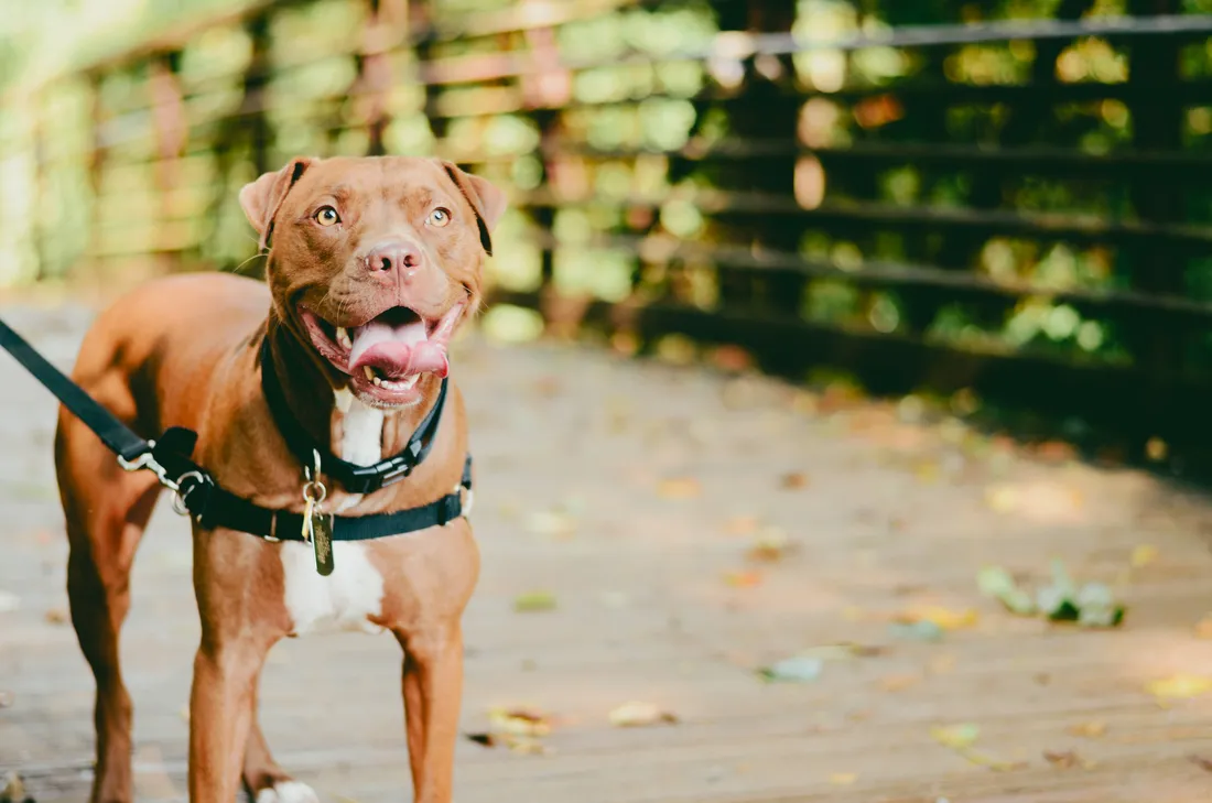 Dog Pitbull
