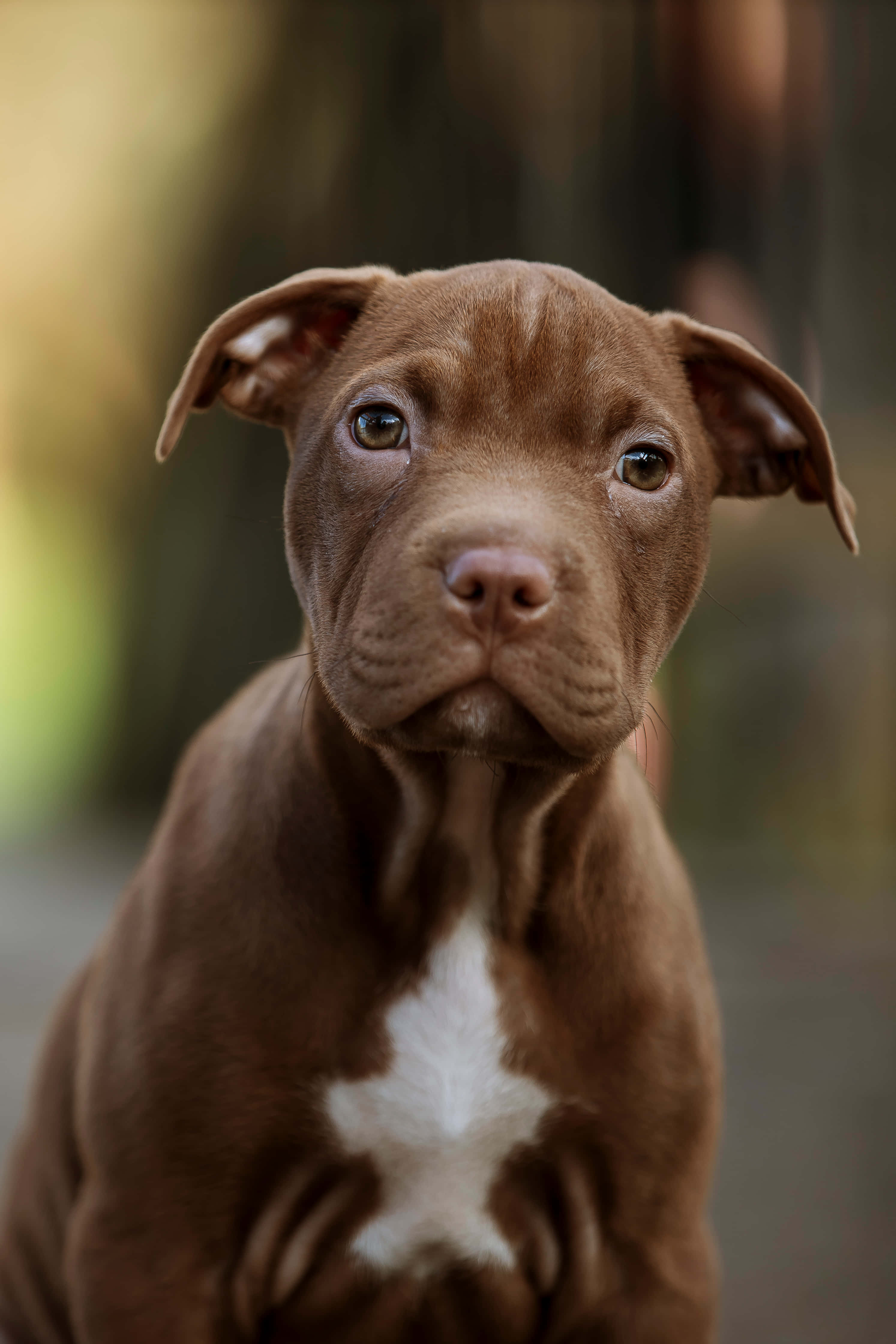 brown pit bull puppy, white chest star, soft eyes, 4K Phone Wallpaper