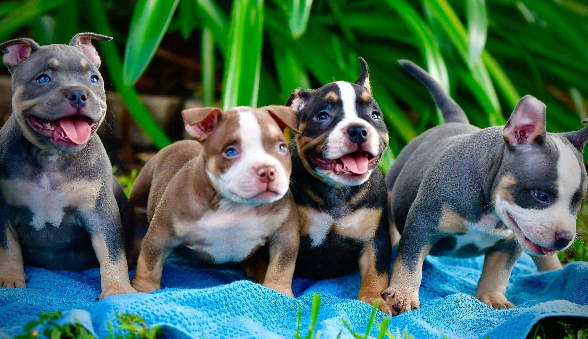 Pitbull, four pitbull dog puppies, blue eyes, HD Desktop Wallpaper
