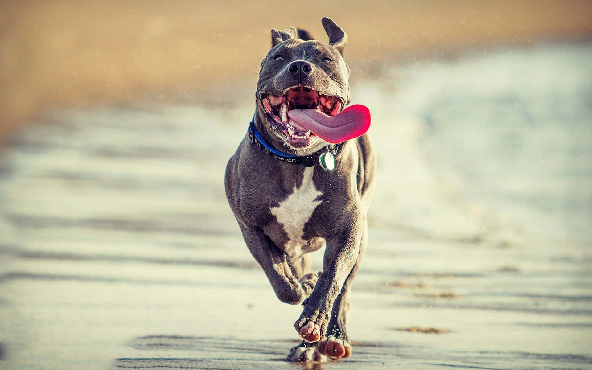 pitbull dog, beach, sunlit, Full HD Desktop Wallpaper