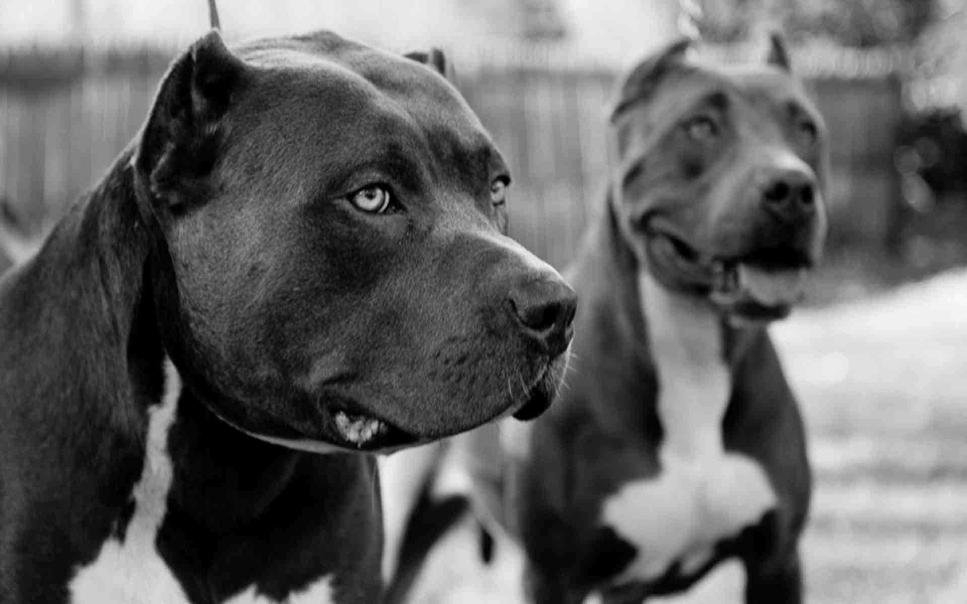 pitbull, black and white, sharp focus, Full HD Desktop Wallpaper