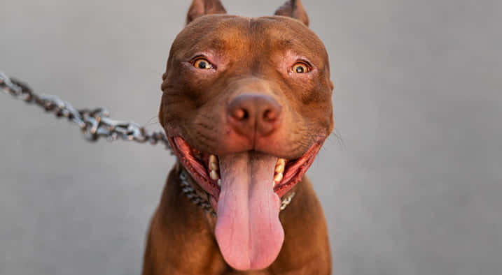 Dog Pitbull, brown, tongue out, SD Desktop Wallpaper