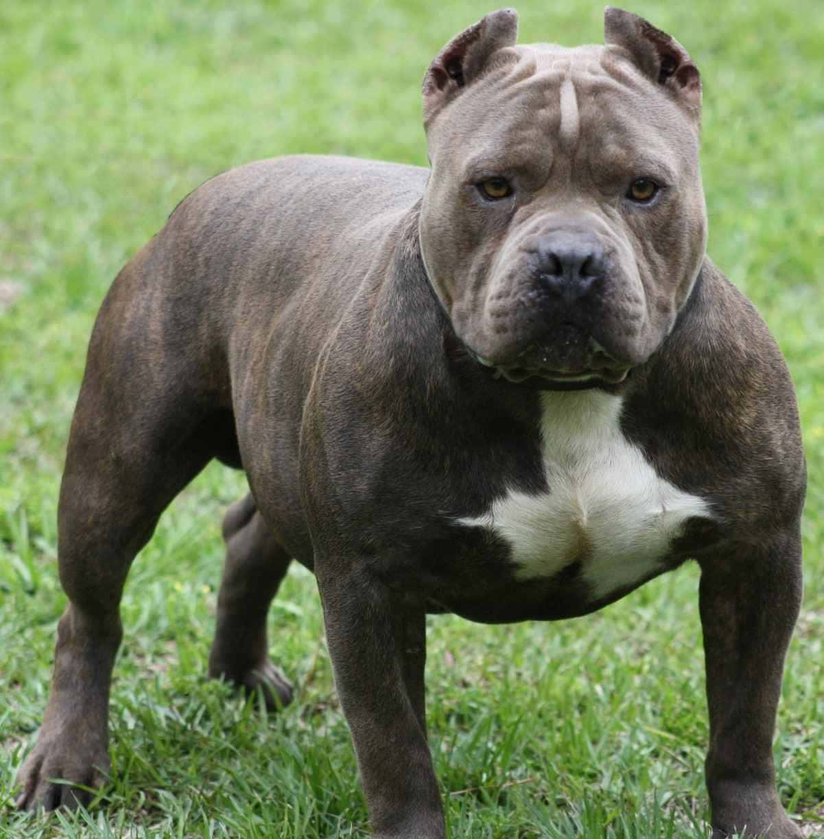 black dog pitbull, grassy ground, vibrant green grass, SD Phone Wallpaper