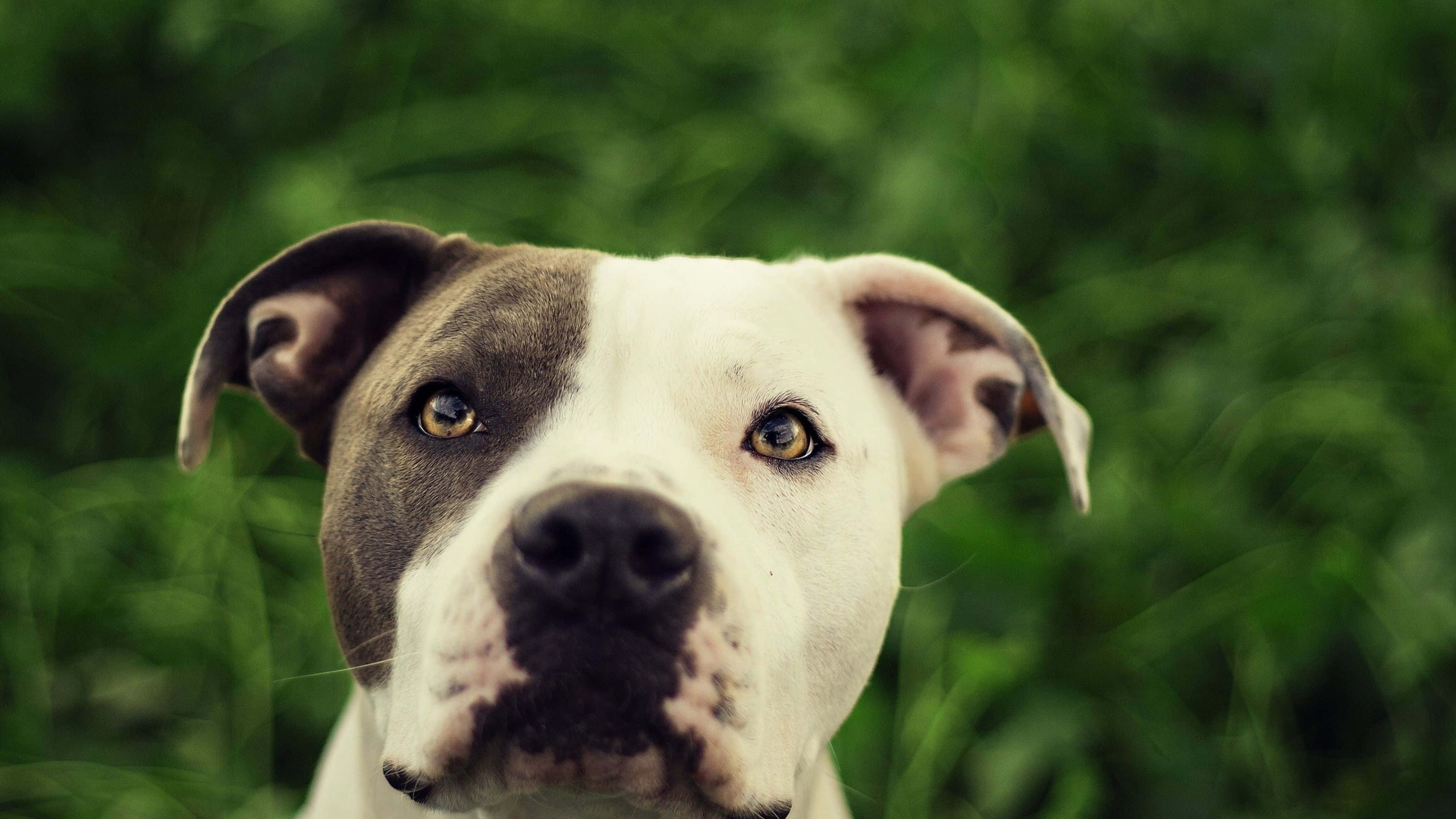 Cookies And Cream Dog Pitbull, white and gray face, pit bull, 4K Desktop Wallpaper