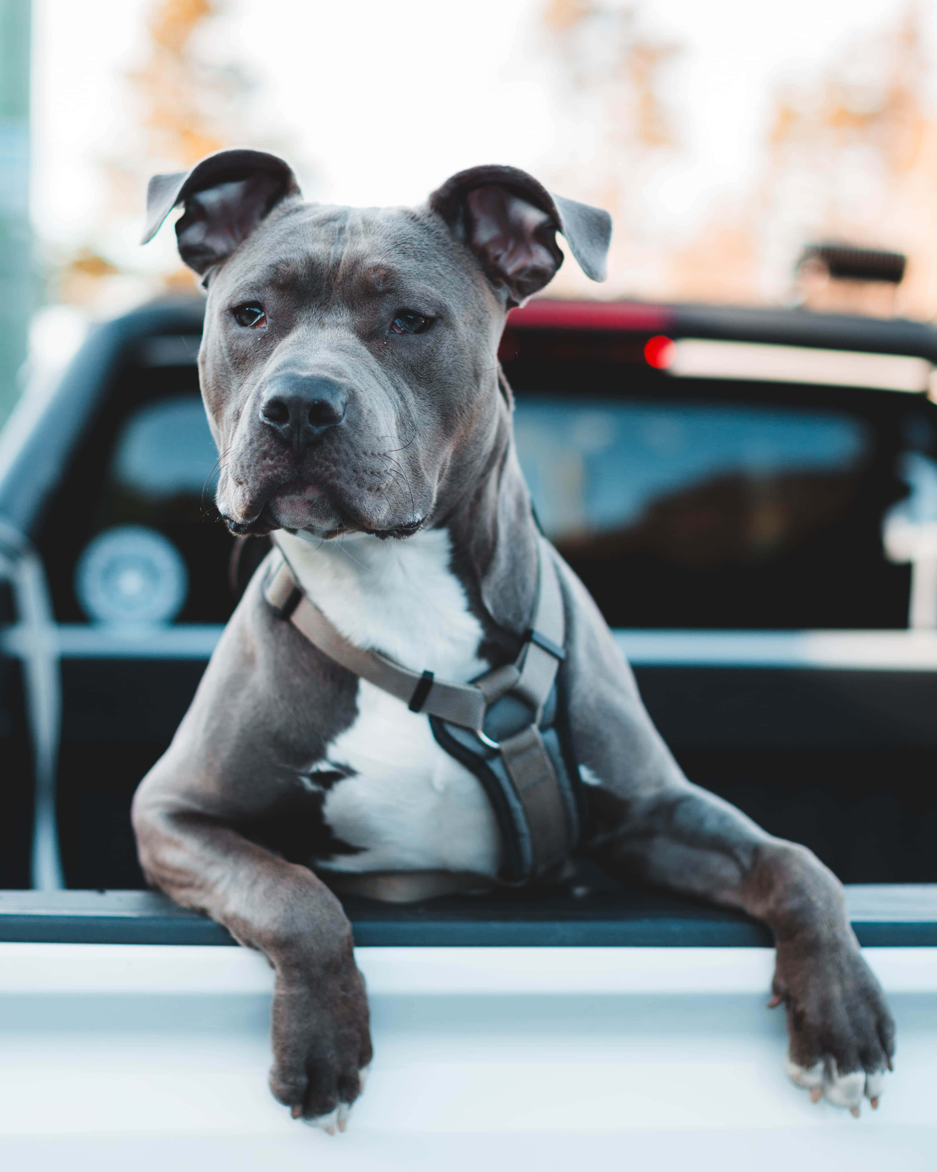 pit bull, gray and white, harness, 4K Phone Wallpaper