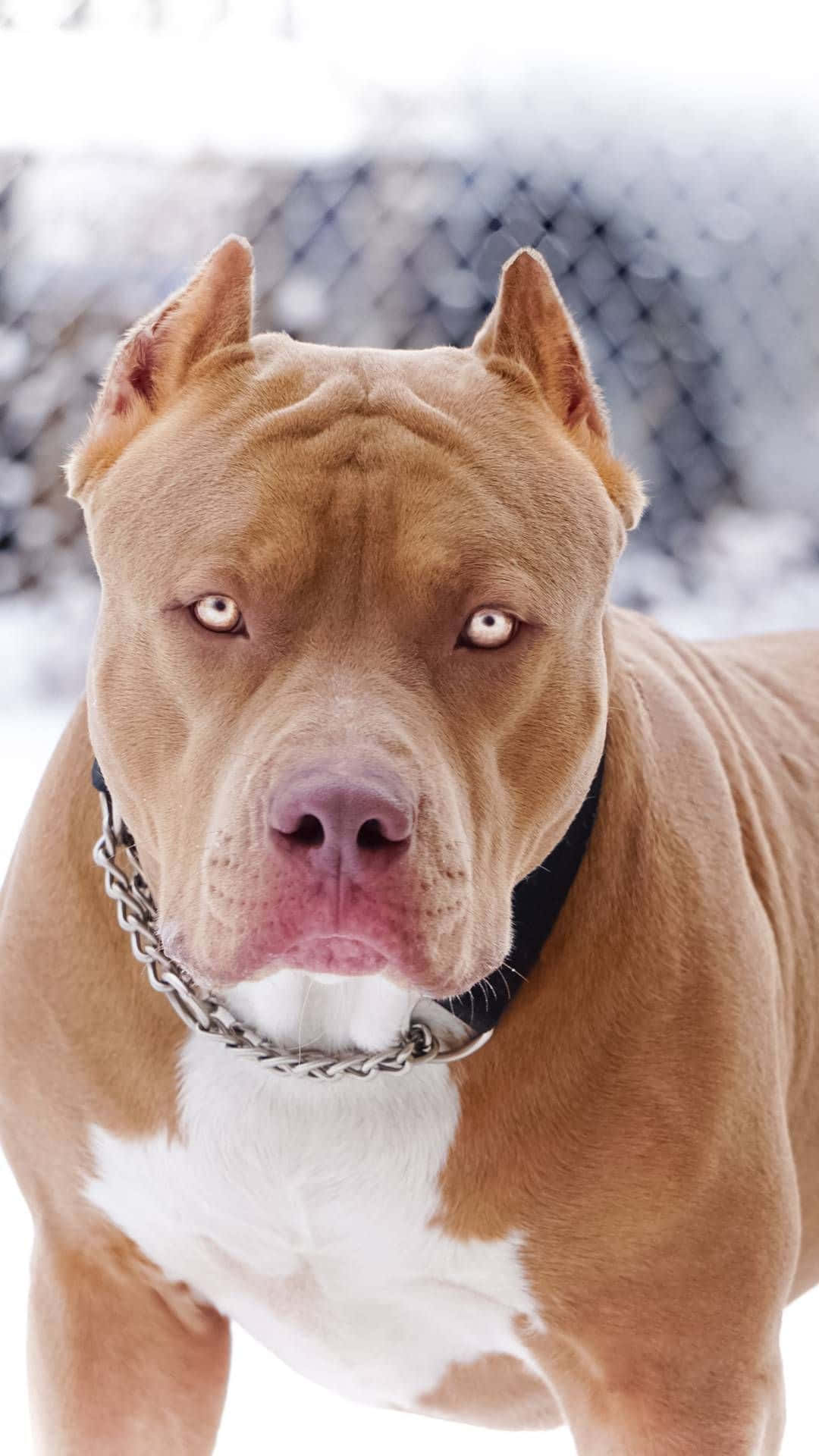 Dog Pitbull, tan, white chest, Full HD Phone Wallpaper