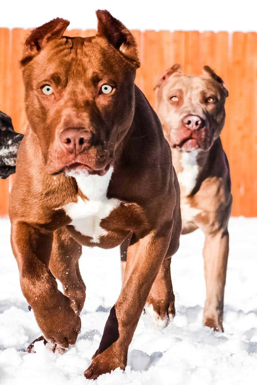 Pitbull, snowy road, deep snow, SD Phone Wallpaper