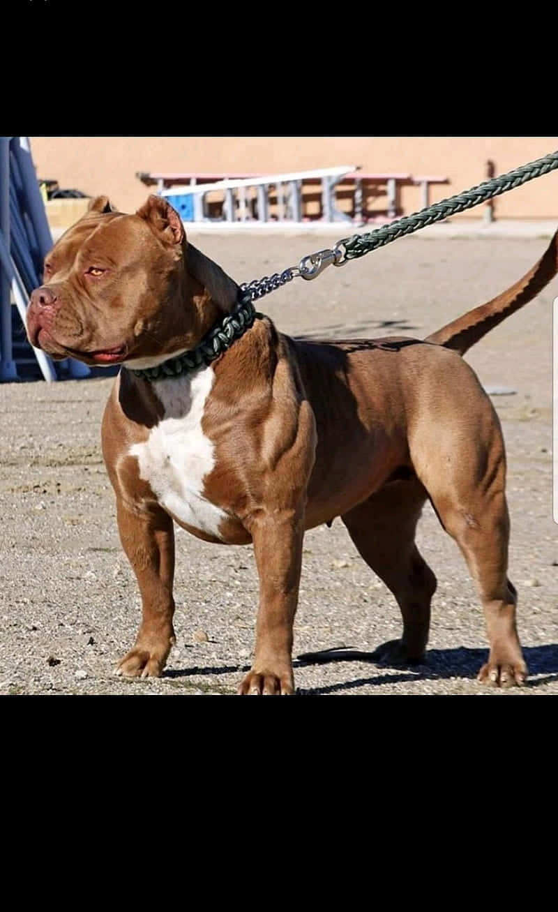 pit bull, brown and white, leash, HD Phone Wallpaper