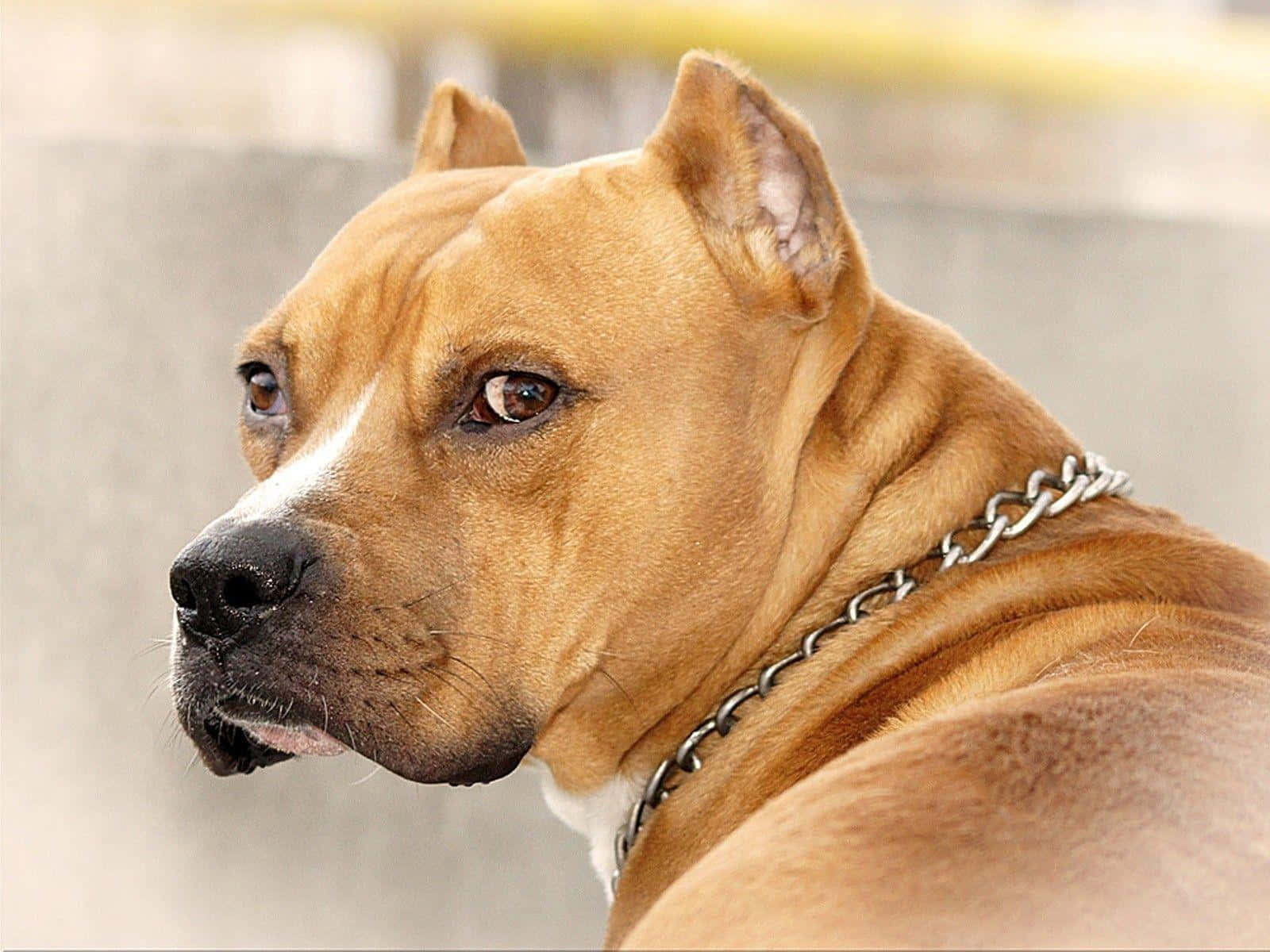 tan pit bull, chain collar, blurred urban background, HD Desktop Wallpaper