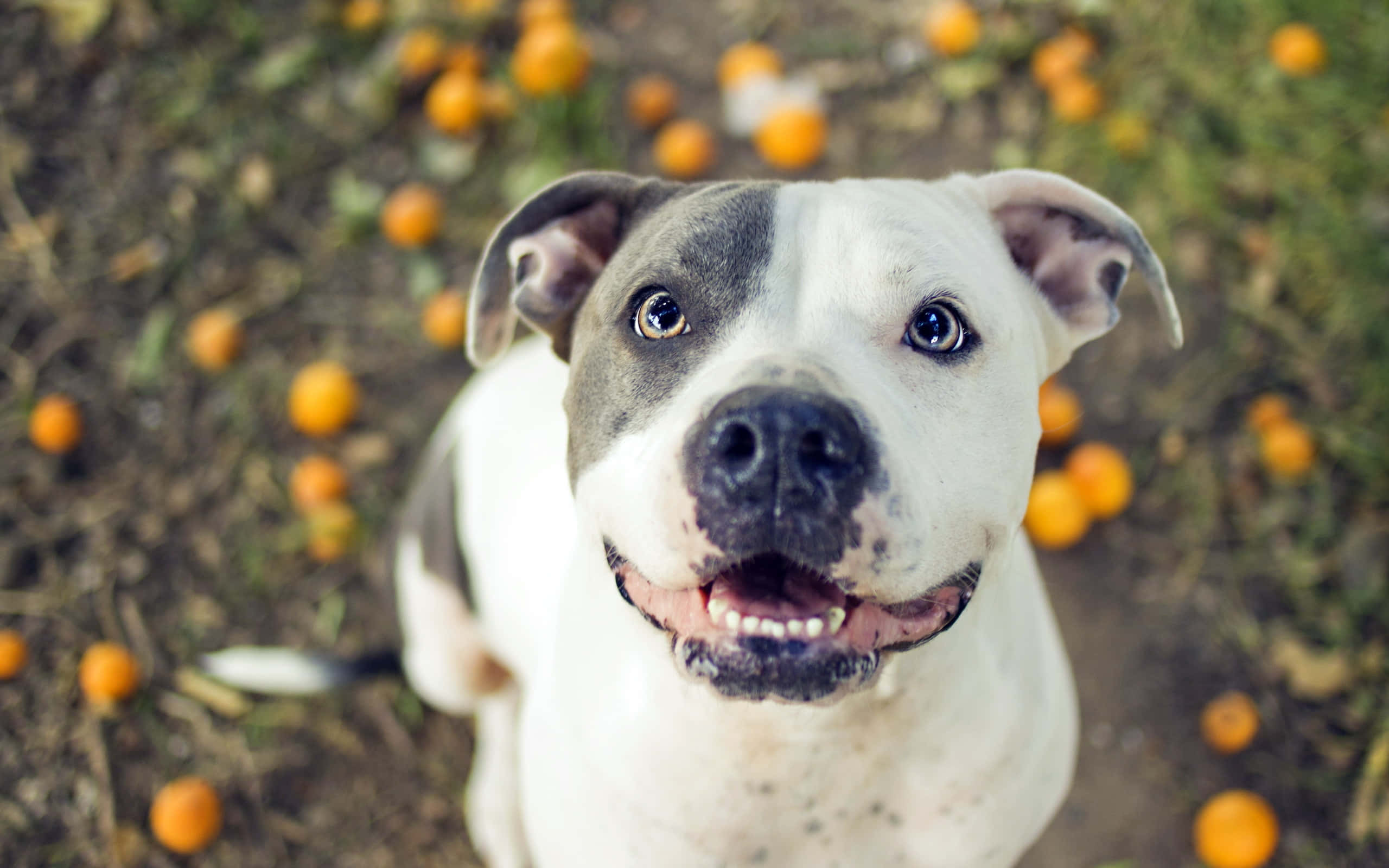 black and white dog pitbull, pit bull, white and gray fur, 2K Desktop Wallpaper