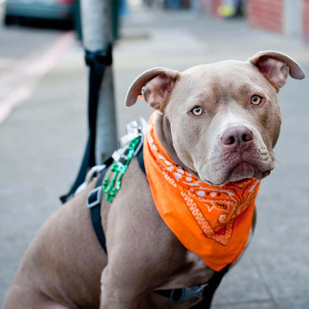 pit bull, yellow eyes, bright orange bandana, SD Desktop Wallpaper