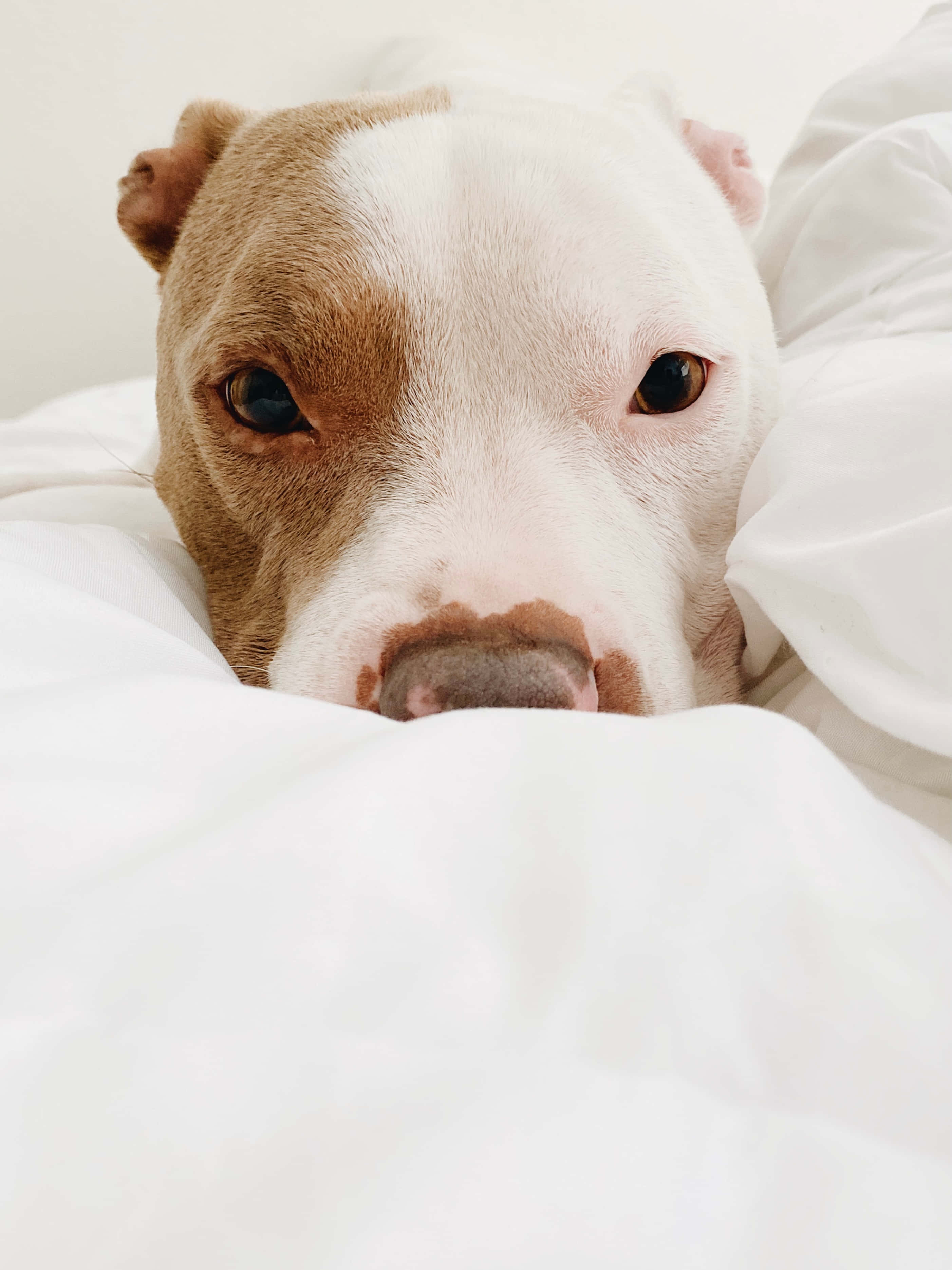 pit bull puppy, brown and white fur, soft white blankets, 2K Phone Wallpaper