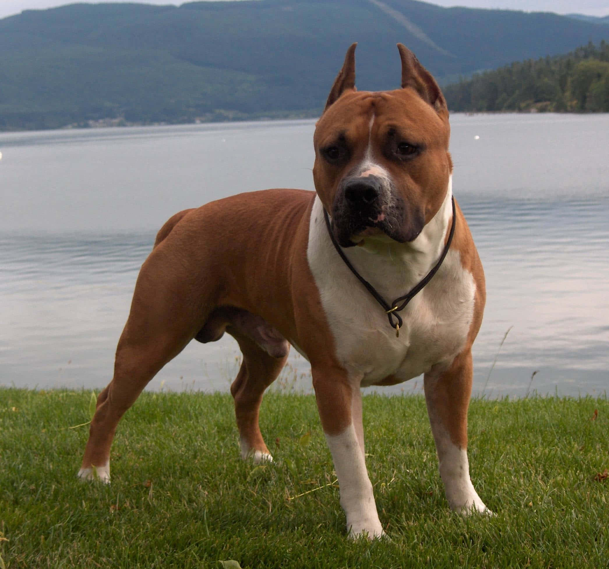 Dog Pitbull, lake view, green grass, Full HD Desktop Wallpaper