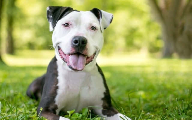 black and white pit bull puppy, lush green grass, trees in soft background, SD Desktop Wallpaper