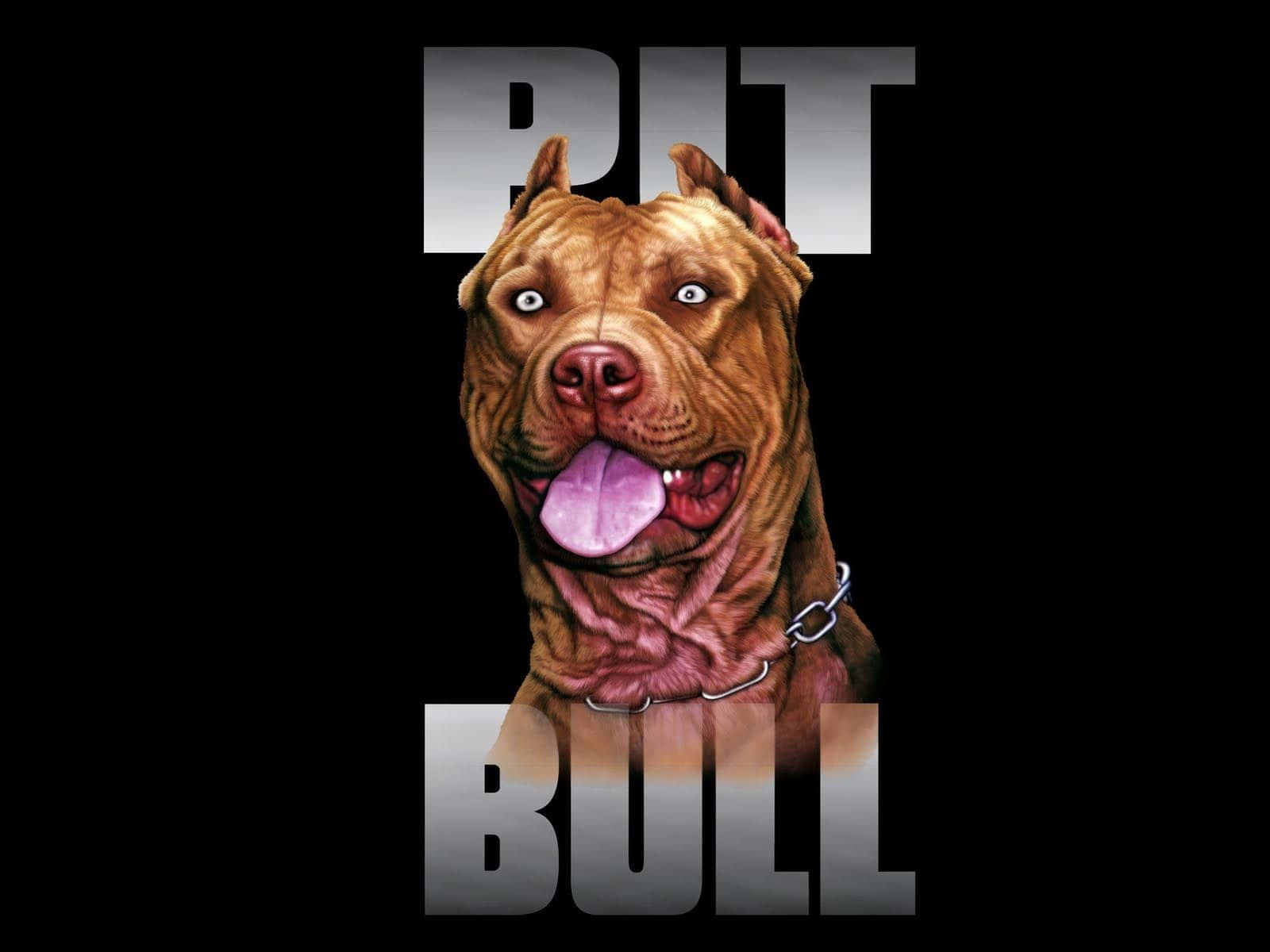 pit bull, pink tongue, chain collar, HD Desktop Wallpaper