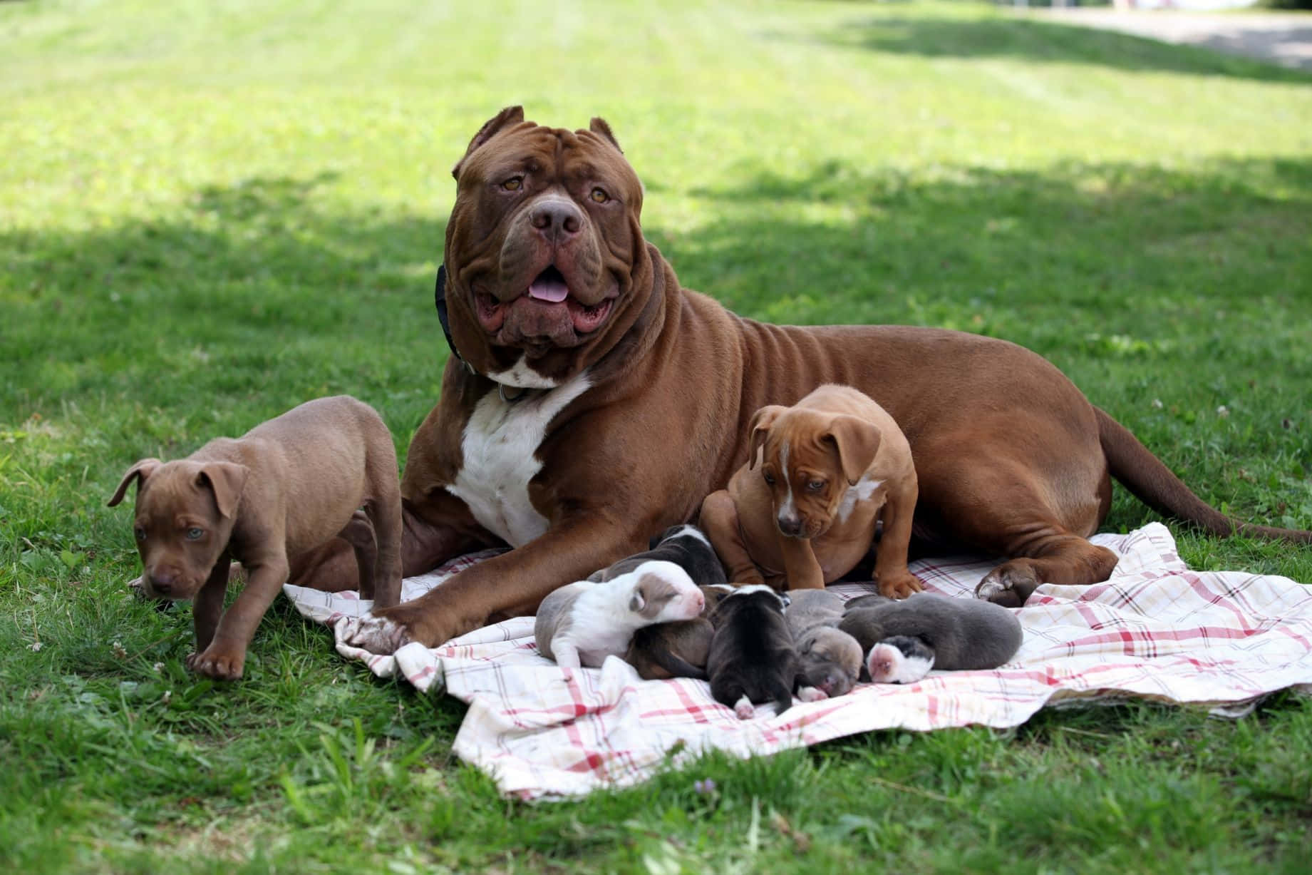 pit bull mother dog, playful puppies, plaid blanket, HD Desktop Wallpaper