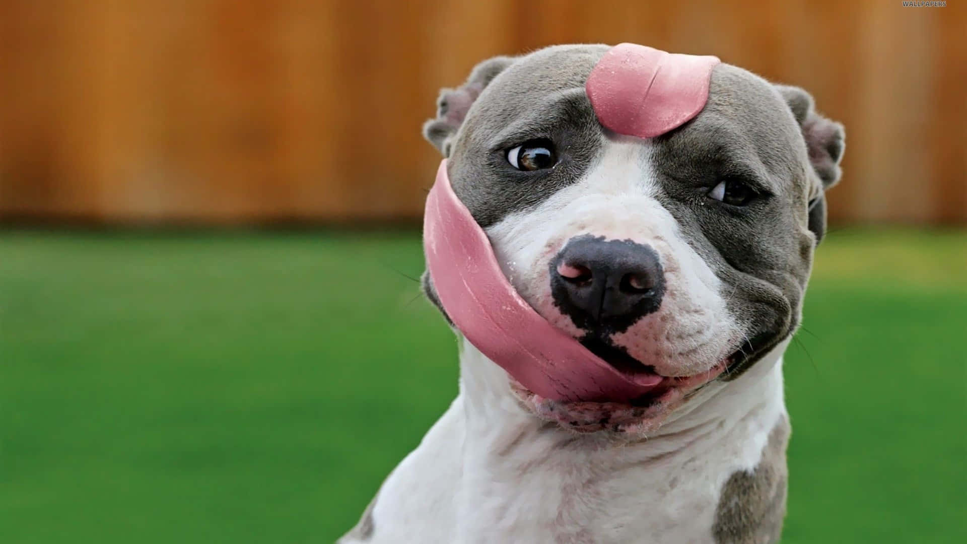 pit bull, pink leaf, tongue hanging out, Full HD Desktop Wallpaper