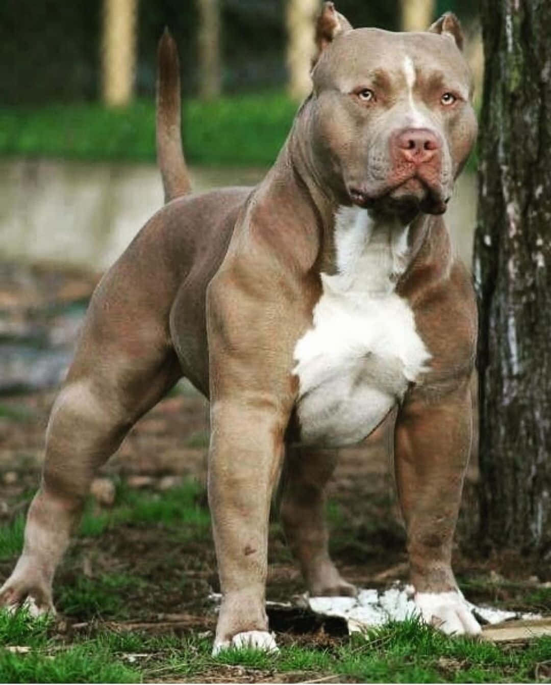 brown dog pitbull, muscular pit bull, forest clearing, HD Phone Wallpaper