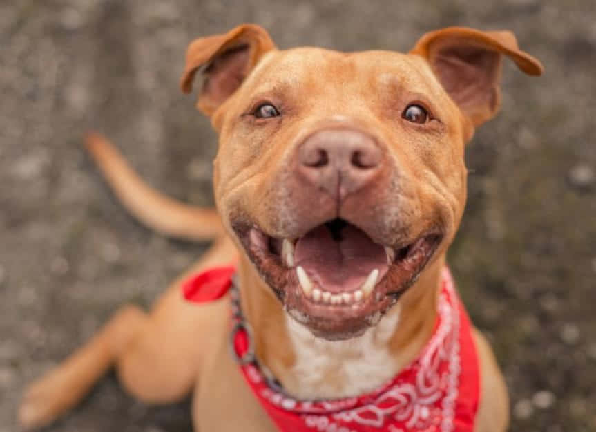dog pitbull, red scarf, tan, SD Desktop Wallpaper
