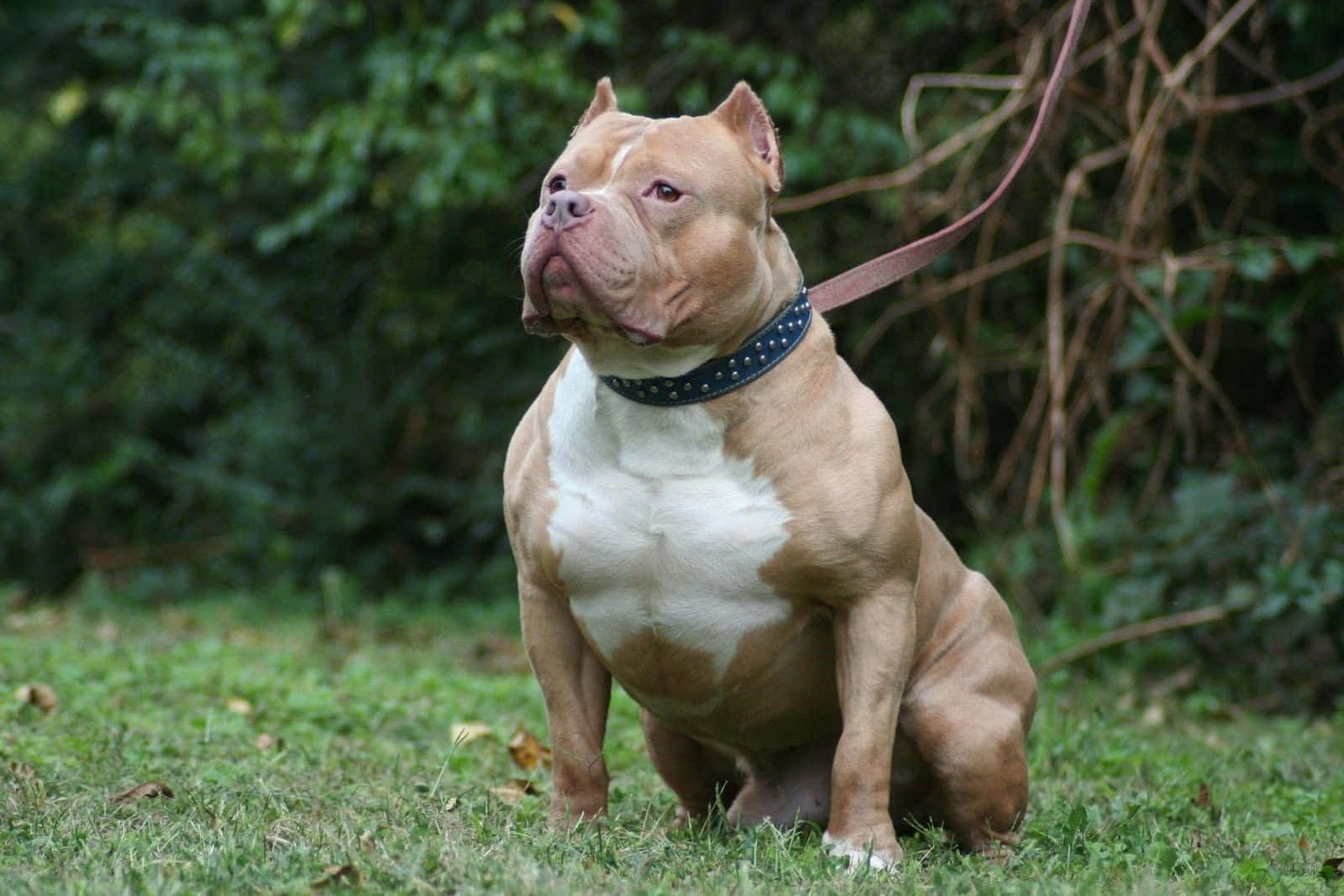 pit bull, tan and white fur, studded collar, HD Desktop Wallpaper