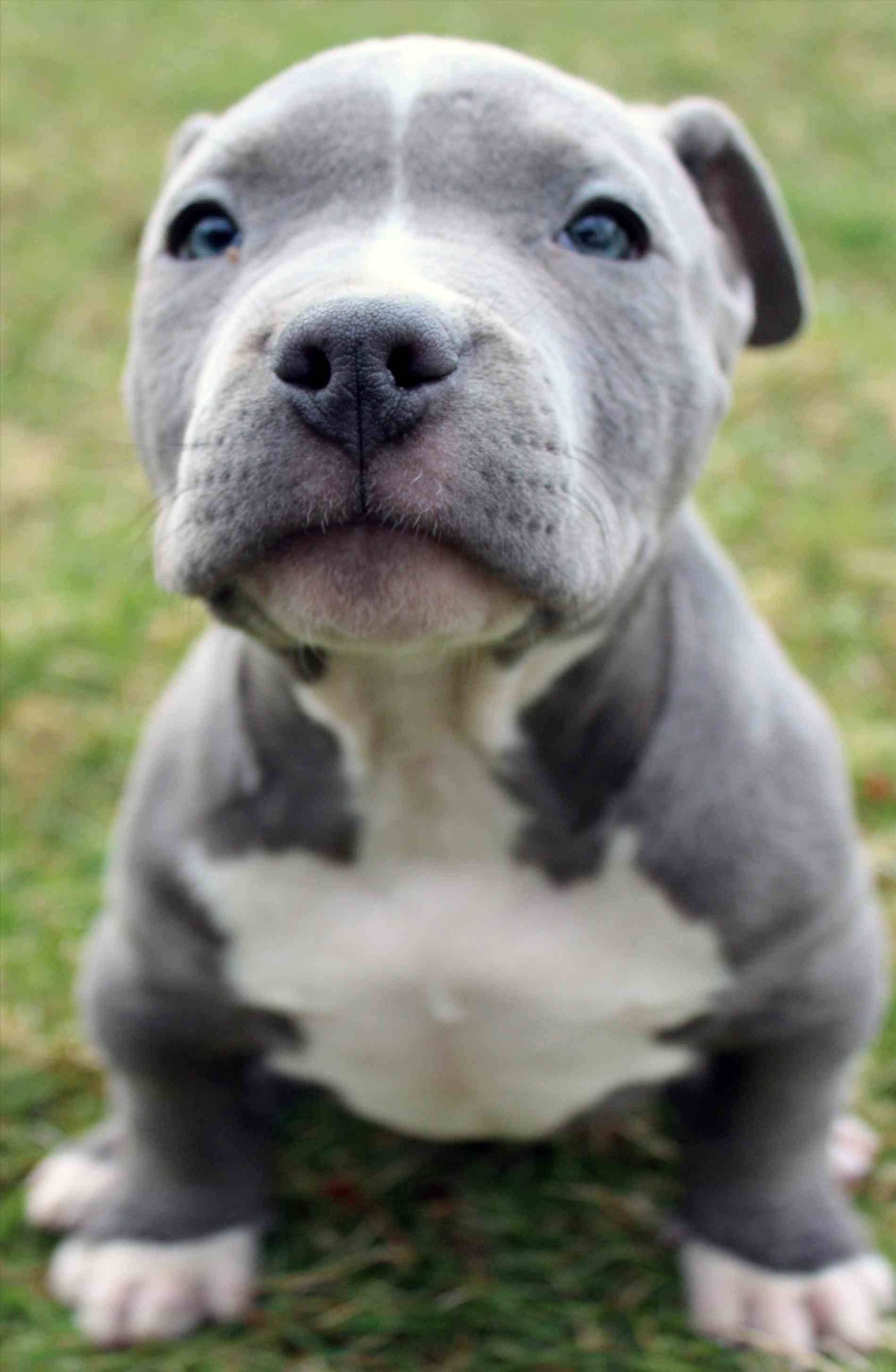 blue pit bull puppy, bright blue eyes, green grass, 2K Phone Wallpaper