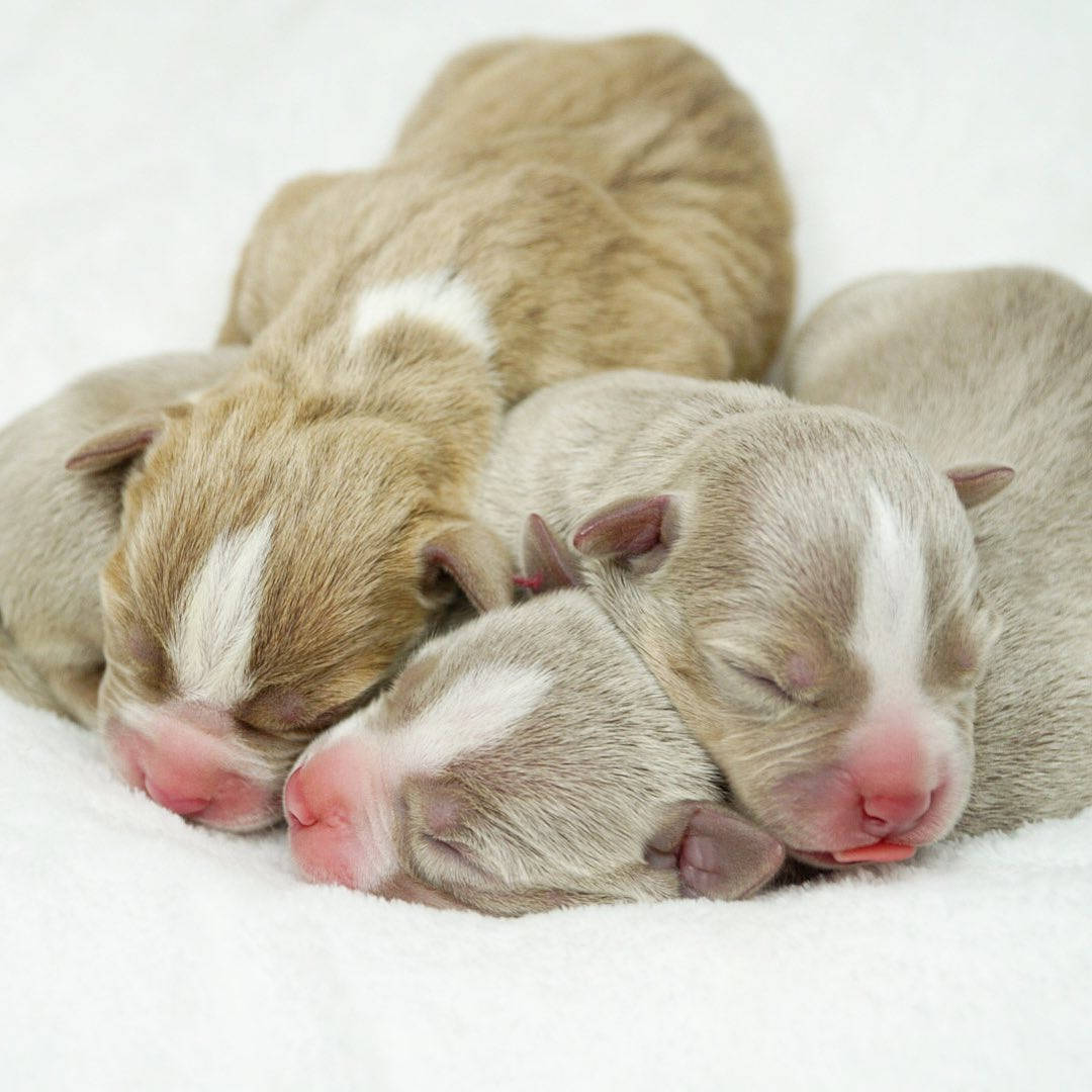 pitbull puppies, newborn, soft gray and white fur, SD Desktop Wallpaper