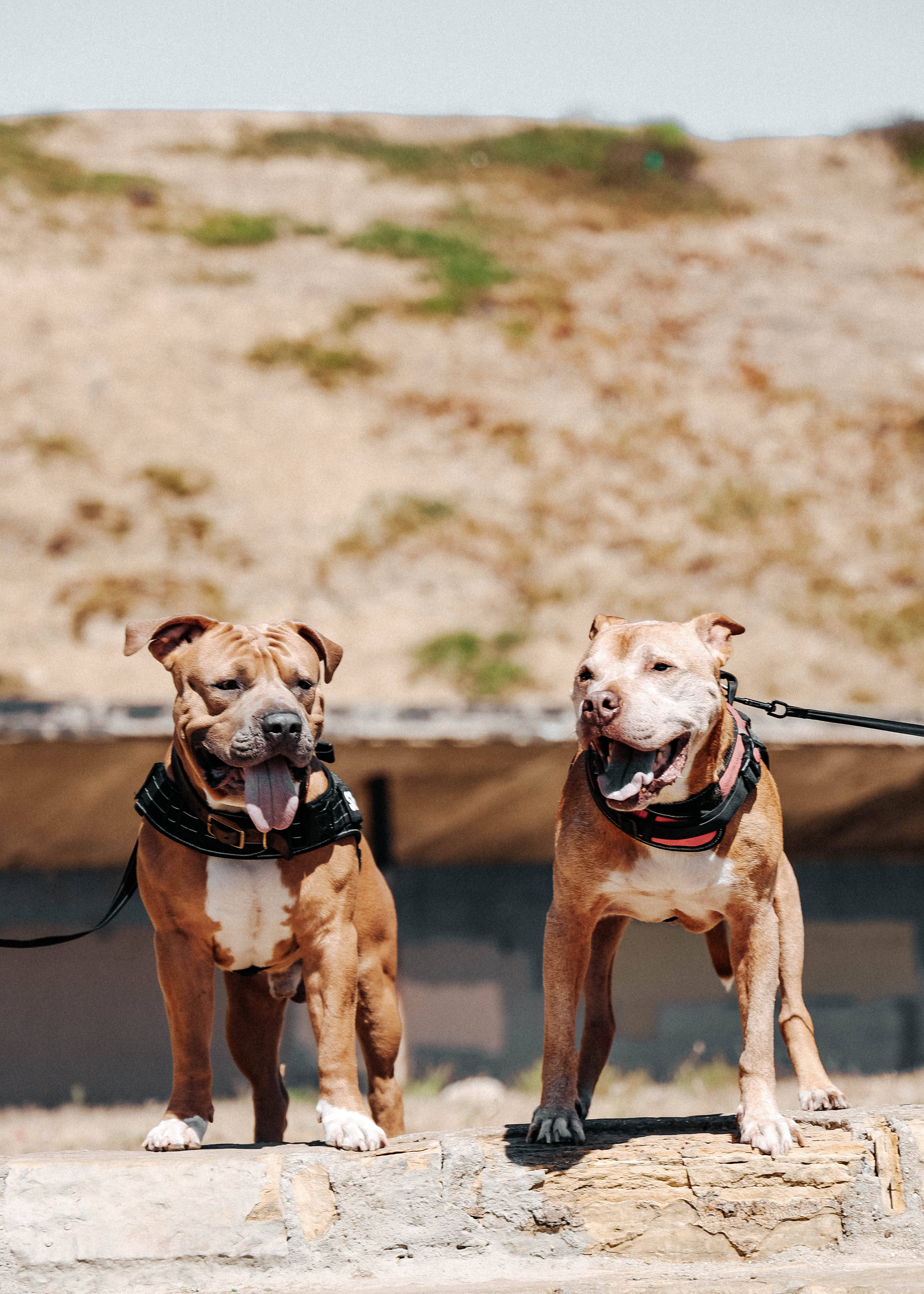 pitbulls, harnesses, stone steps, 5K Phone Wallpaper