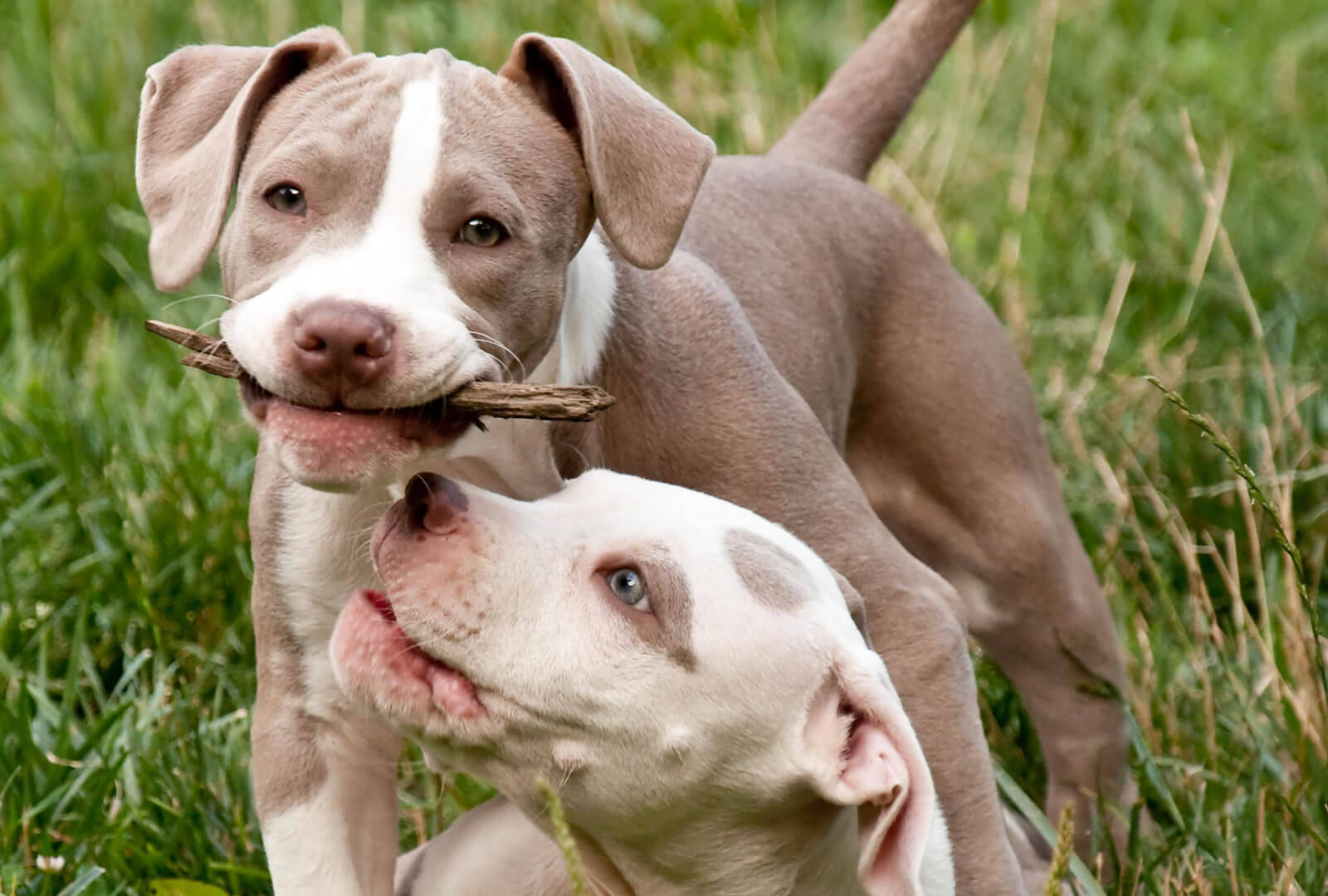 pit bull puppies, brown and white fur, wooden stick, HD Desktop Wallpaper