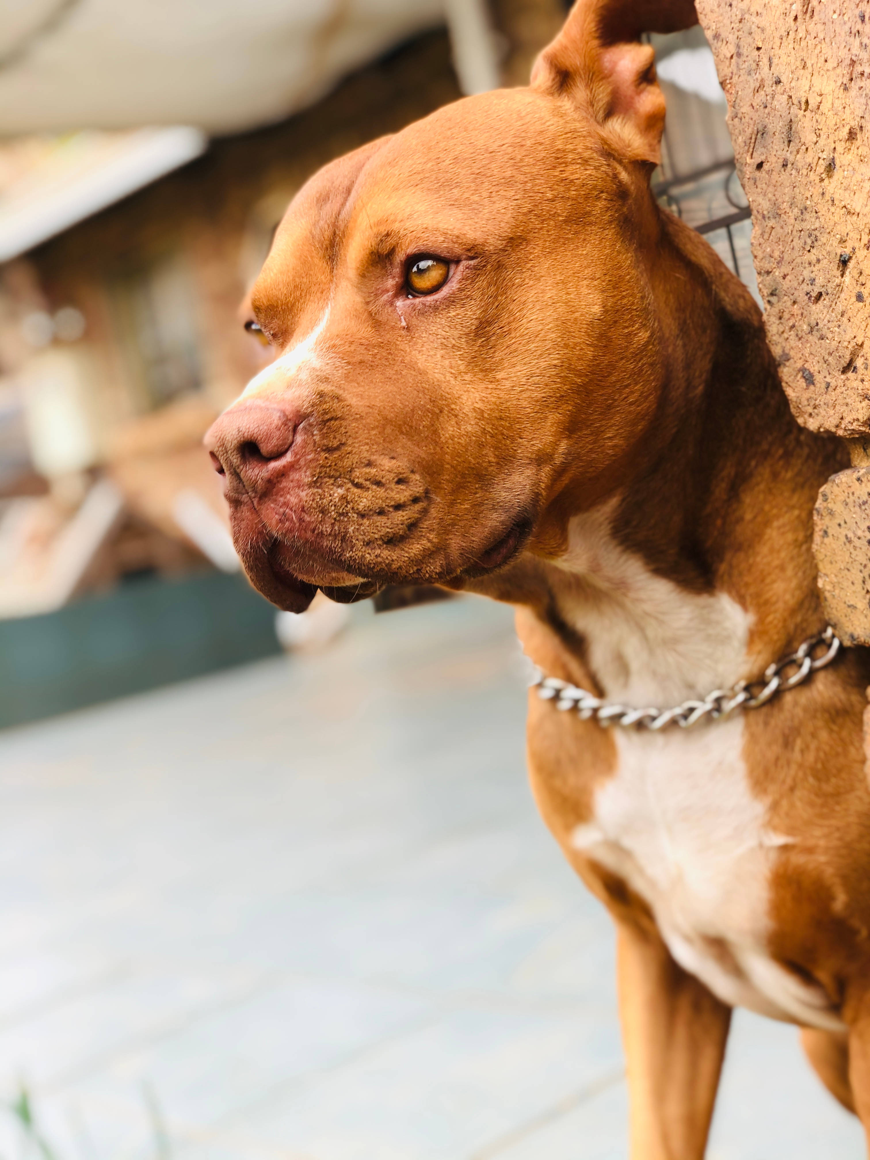 brown pit bull, chain collar, stone wall, 4K Phone Wallpaper