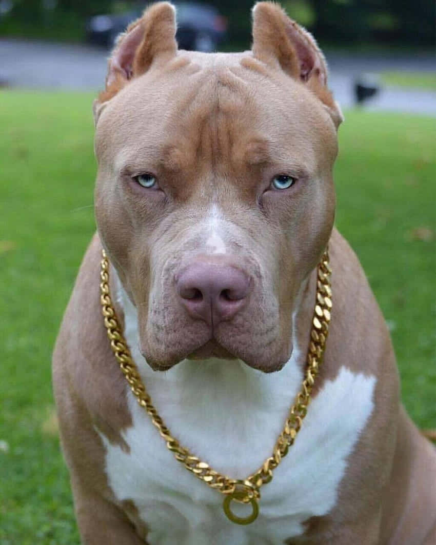 dog pitbull, gold necklace, tan and white, SD Phone Wallpaper