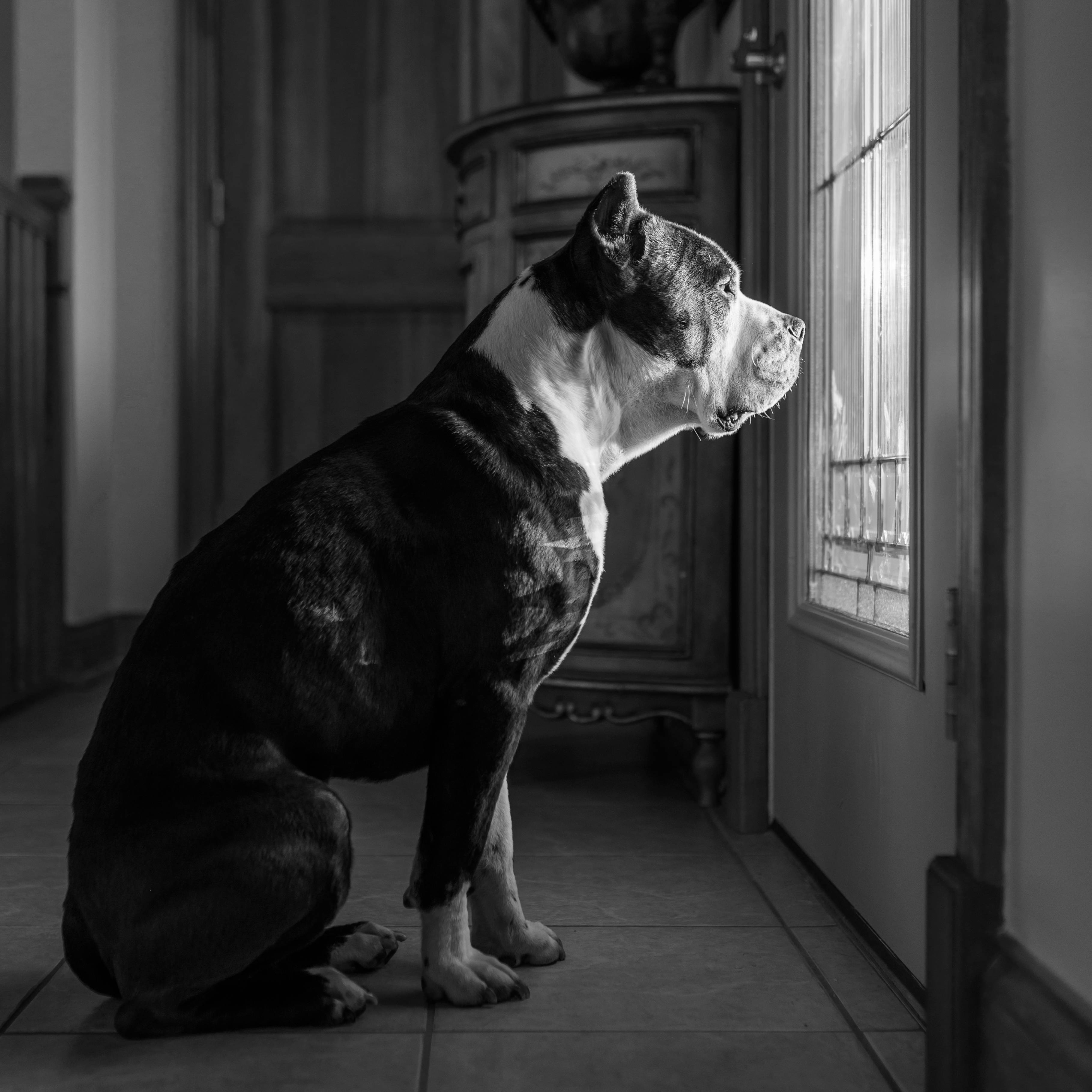 grayscale pitbull, tiled floor, sunlit window, 2K Desktop Wallpaper