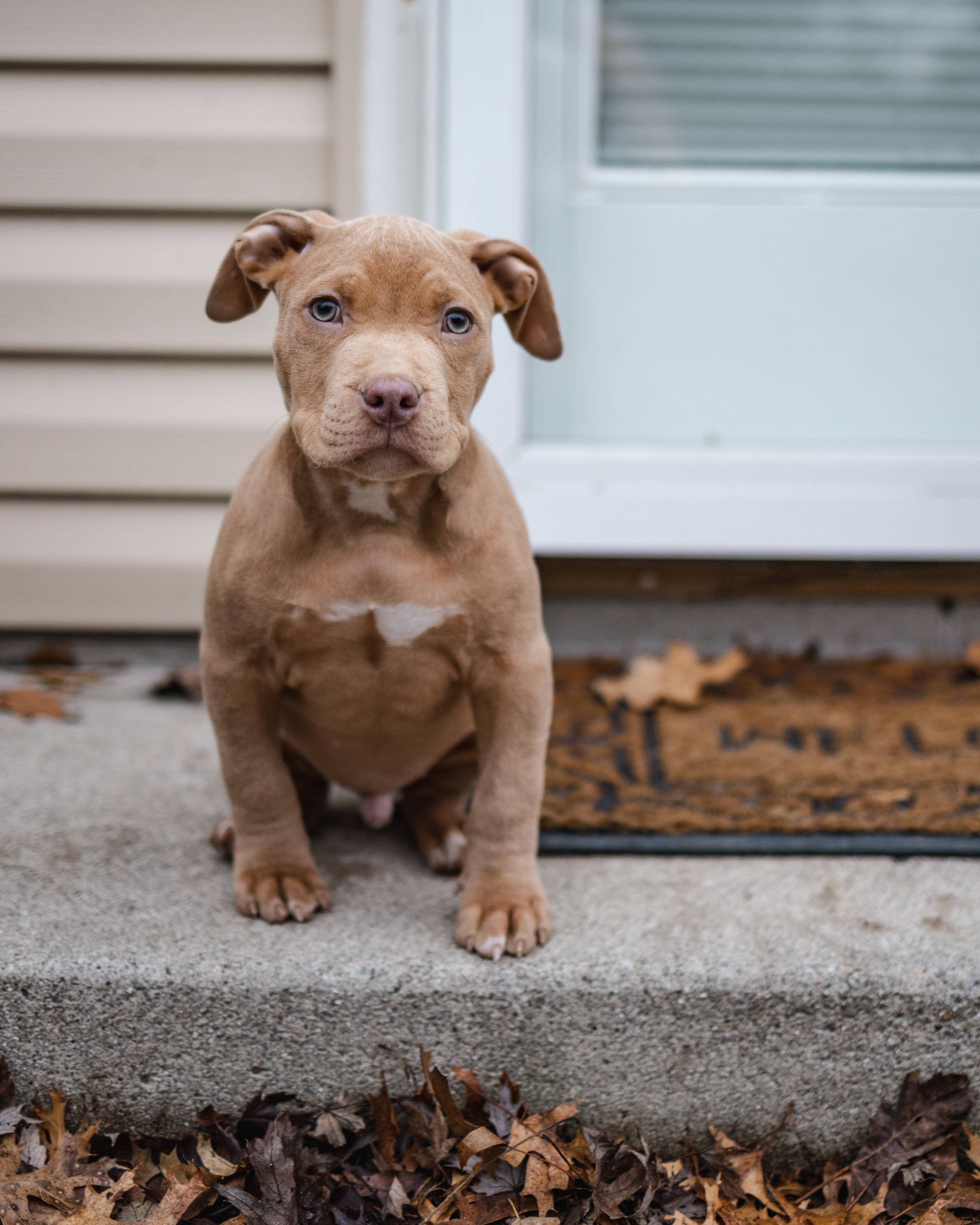 brown american pitbull terrier puppy, tan pit bull puppy, blue eyes, 5K Phone Wallpaper