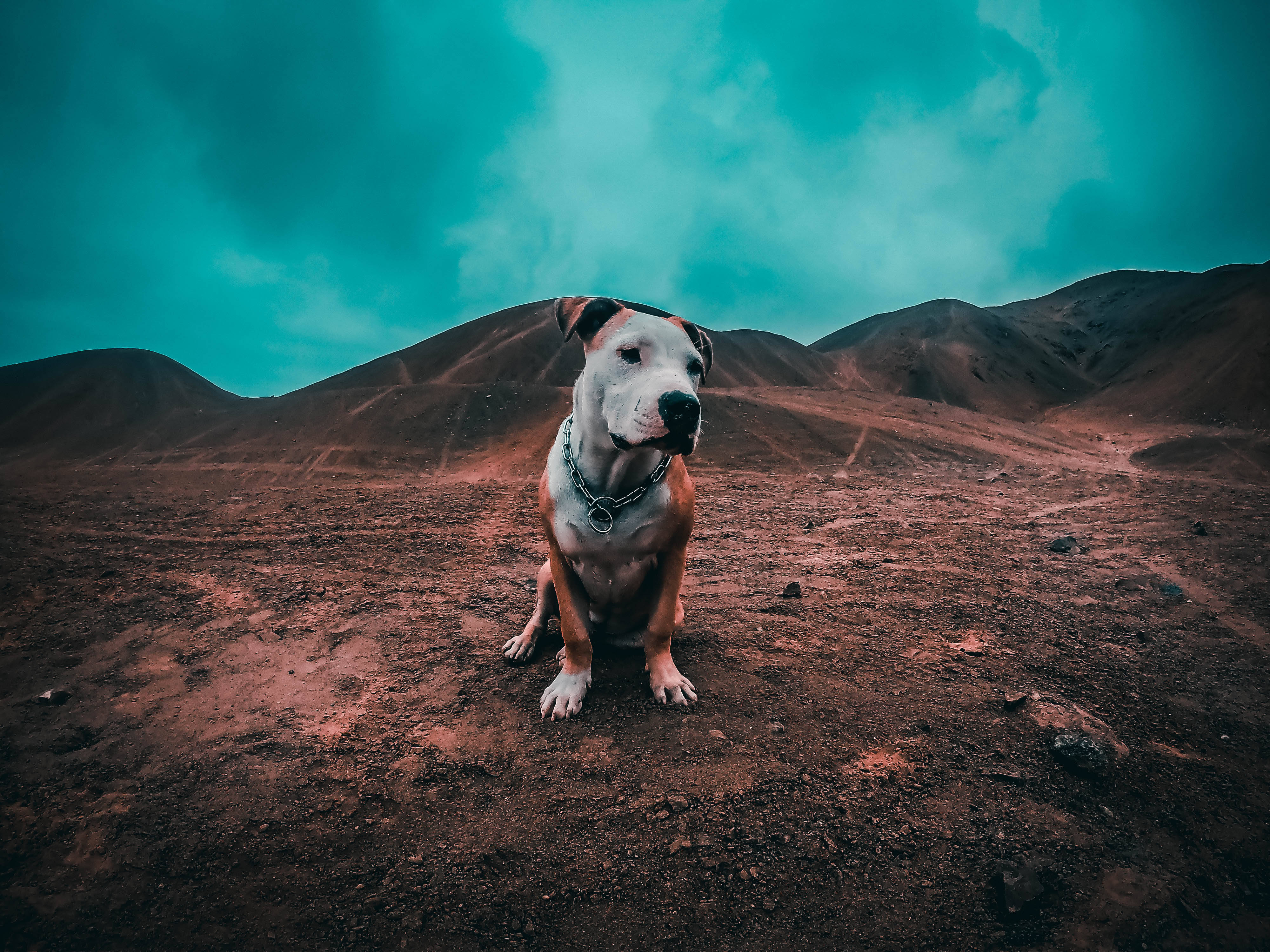pit bull, reddish volcanic soil, teal sky, 4K Desktop Wallpaper