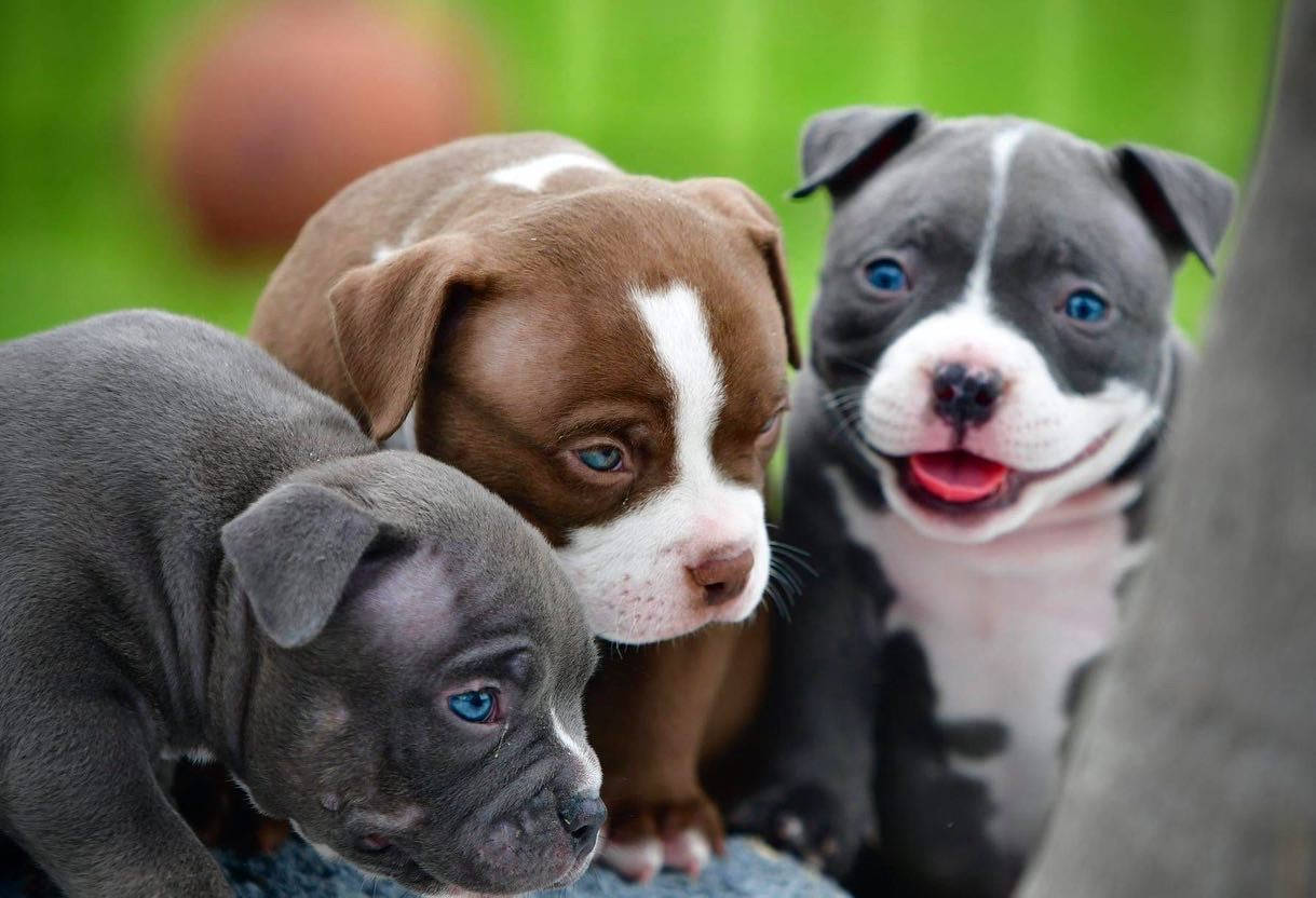 pit bull puppies, chubby faces, striking blue eyes, SD Desktop Wallpaper